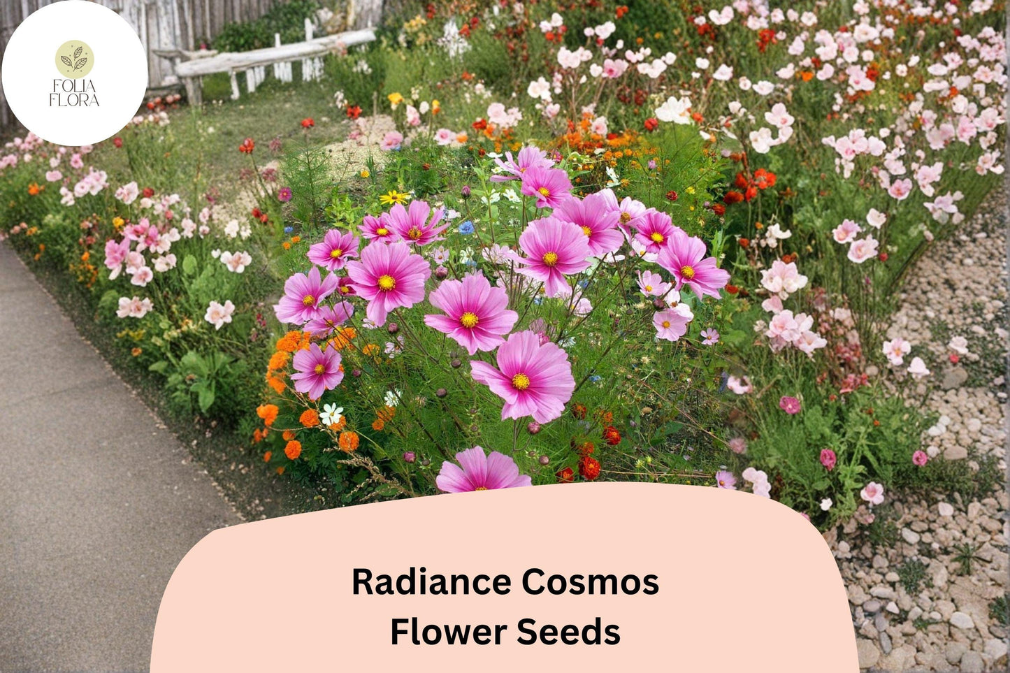 200+ Radiance Cosmos Seeds | Cosmos Bipinnatus Pink Magenta Blooms | Annual Garden Flower Seeds for Planting