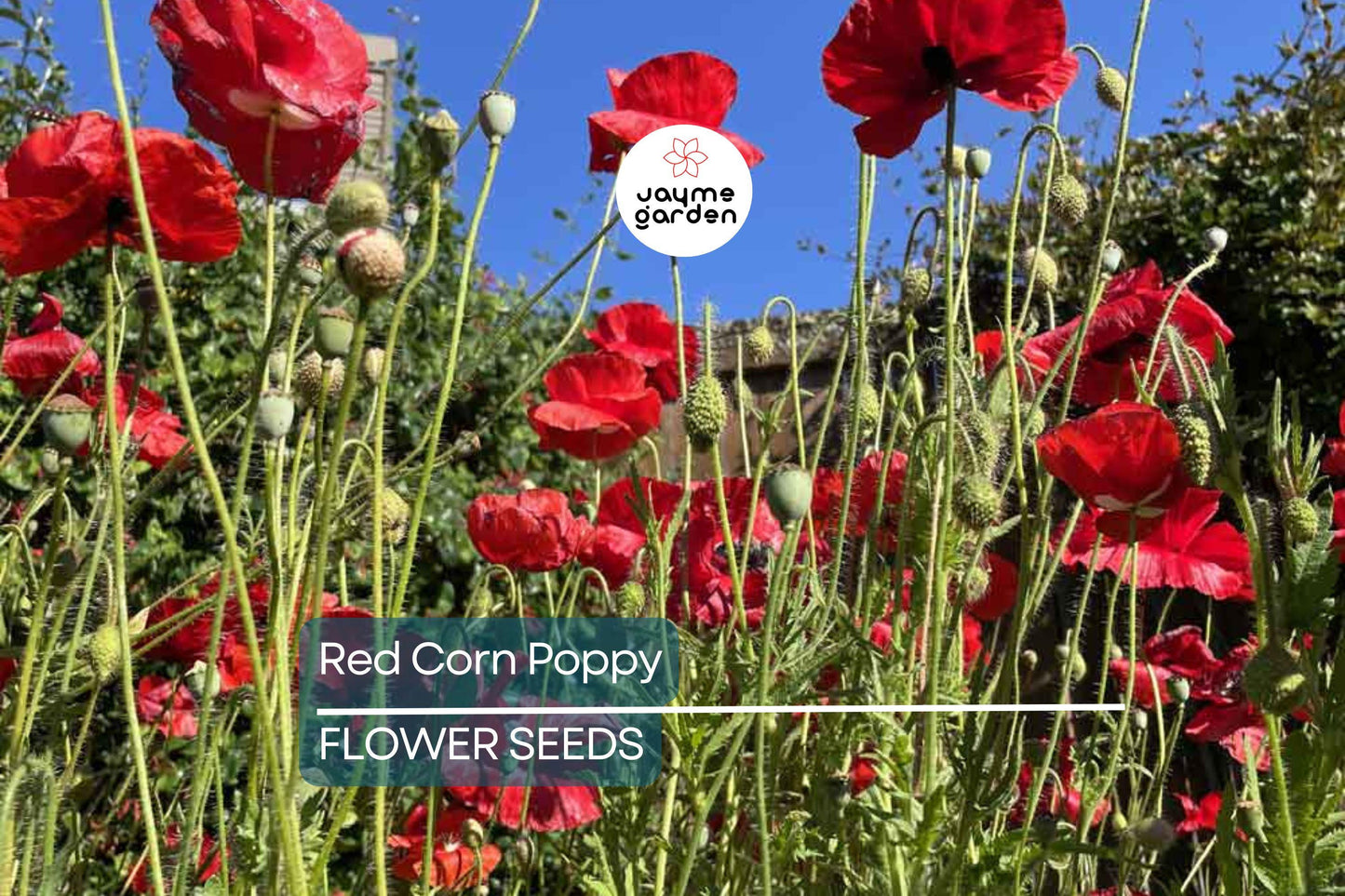 3000 Red Corn Poppy Seeds - Papaver Rhoeas, Bright Red Blooms, Free Shipping