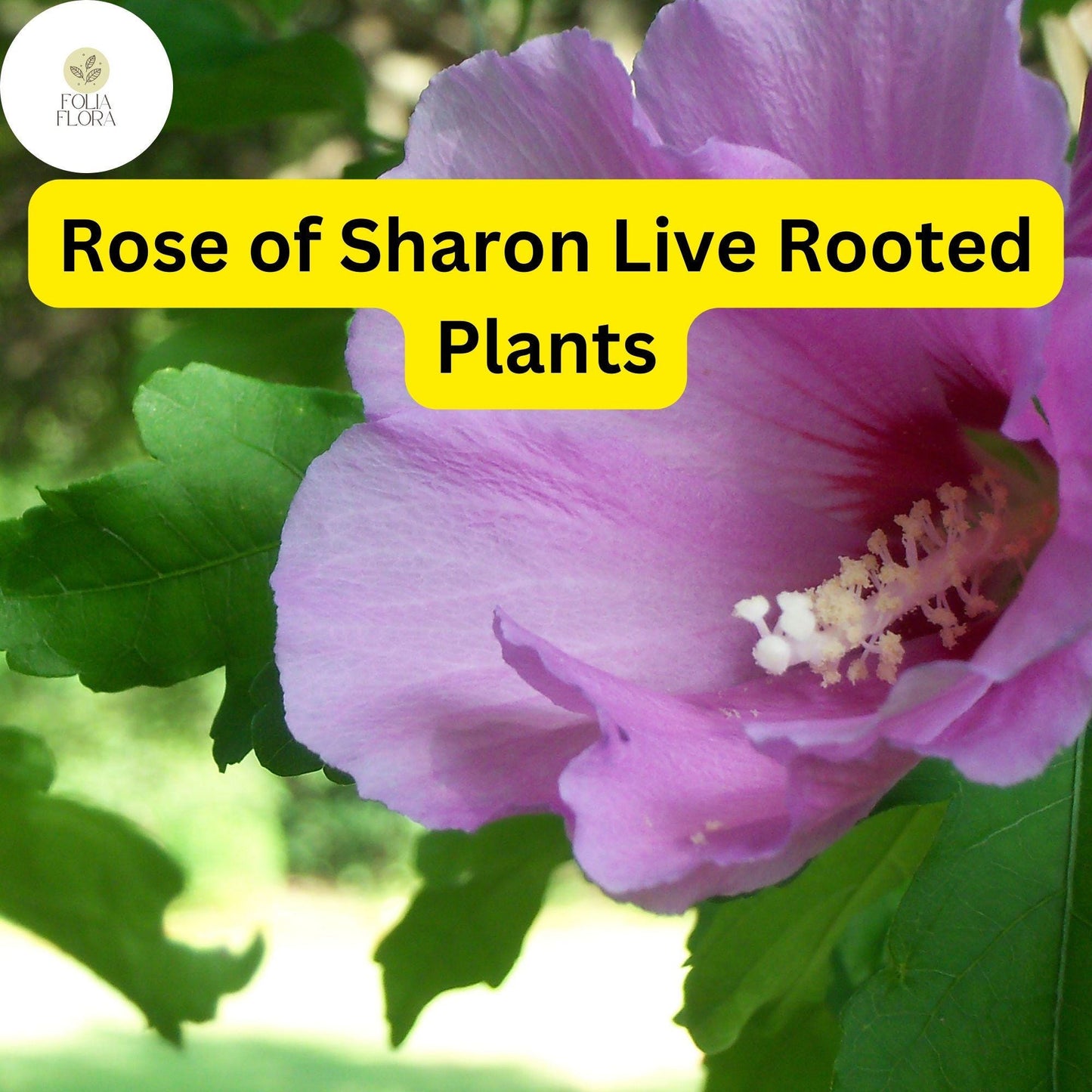 2 Rose of Sharon Hibiscus Organic Live Plant with Roots - Transplant Starter Bush