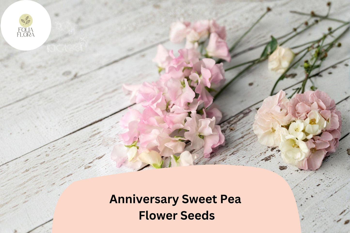 Anniversary Sweet Pea Seeds – Pink Climbing Flower, 50+ Garden Planting Seeds