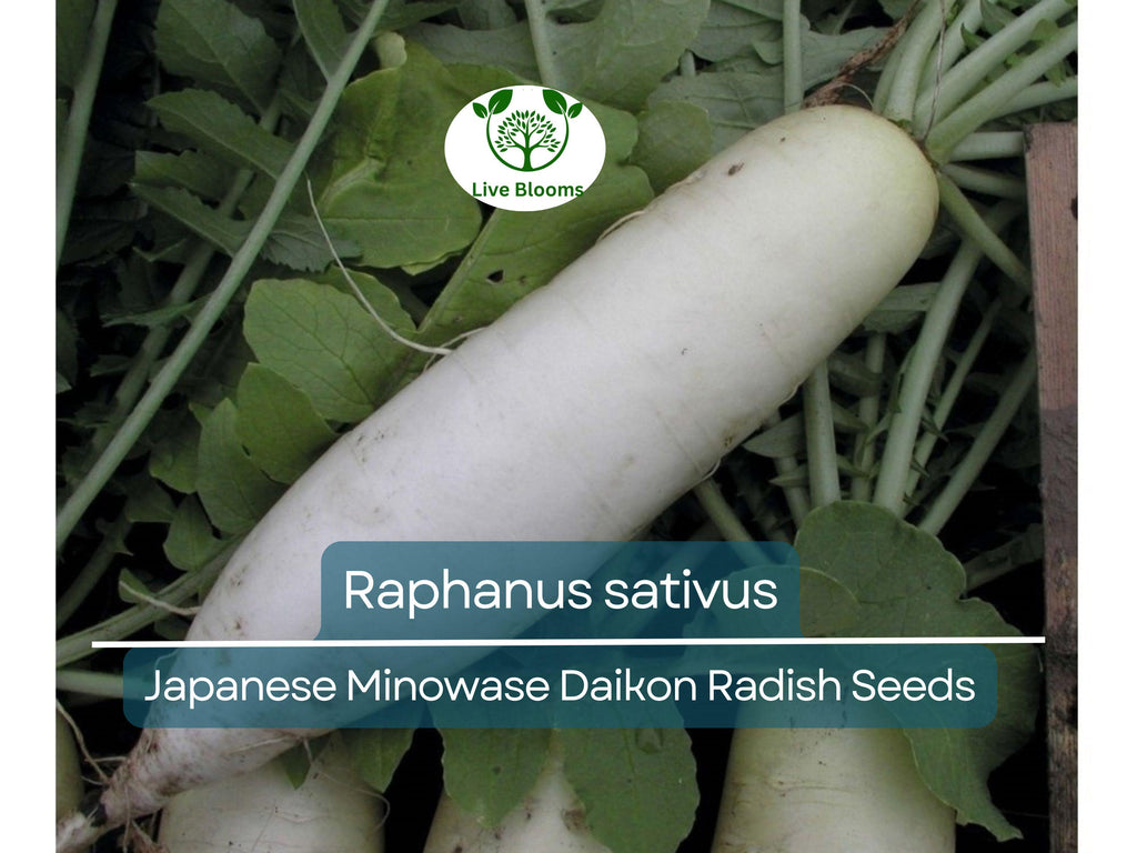 1 Gram Seeds Japanese Minowase Daikon Radish – Raphanus sativus | Heirloom Seeds for Planting, Gardening & Crisp White Harvests