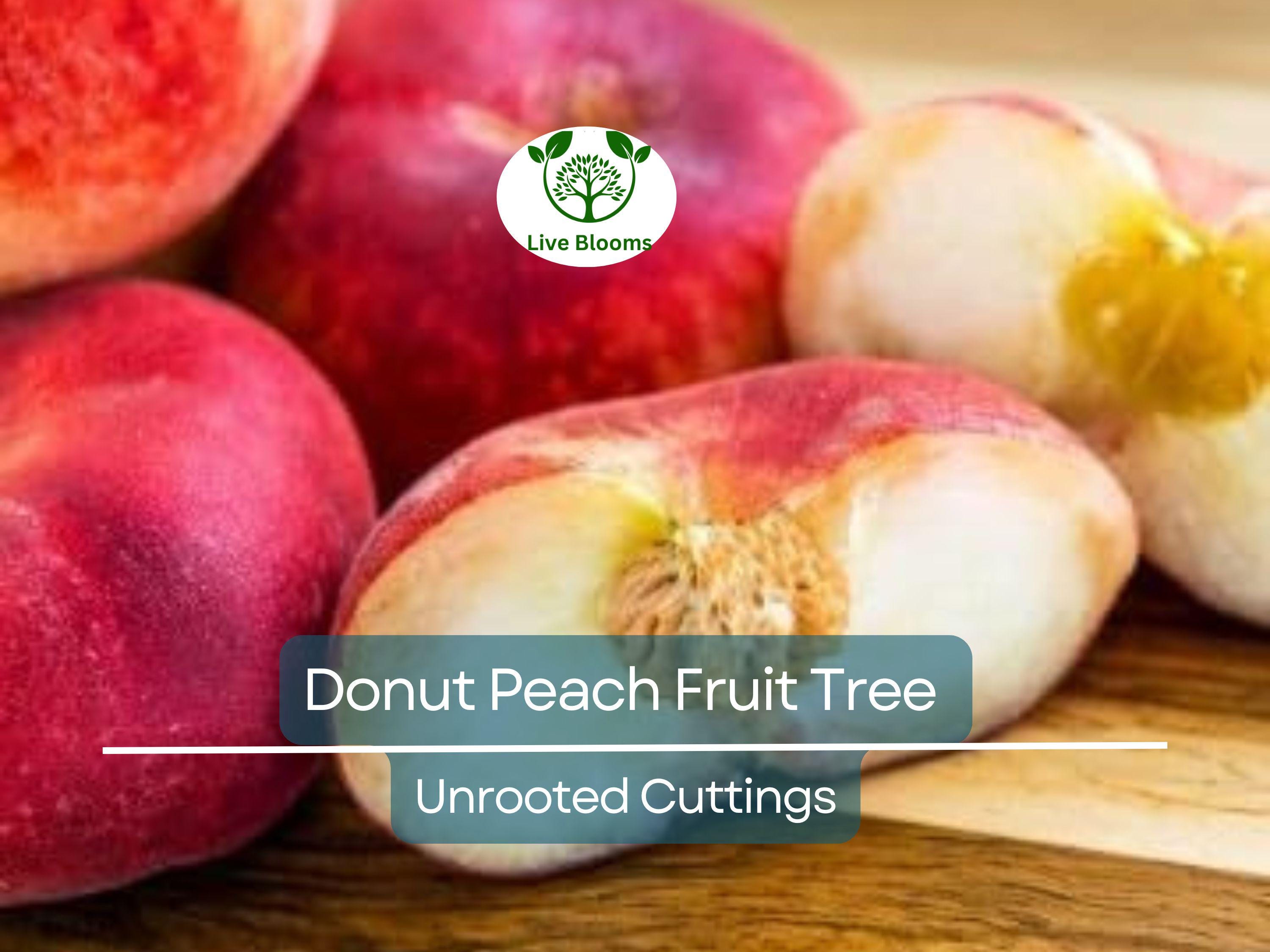 6 Donut Peach Fruit Tree Scion Cutting 6-10" Unrooted for Grafting & Rooting, Prunus persica var. platycarpa