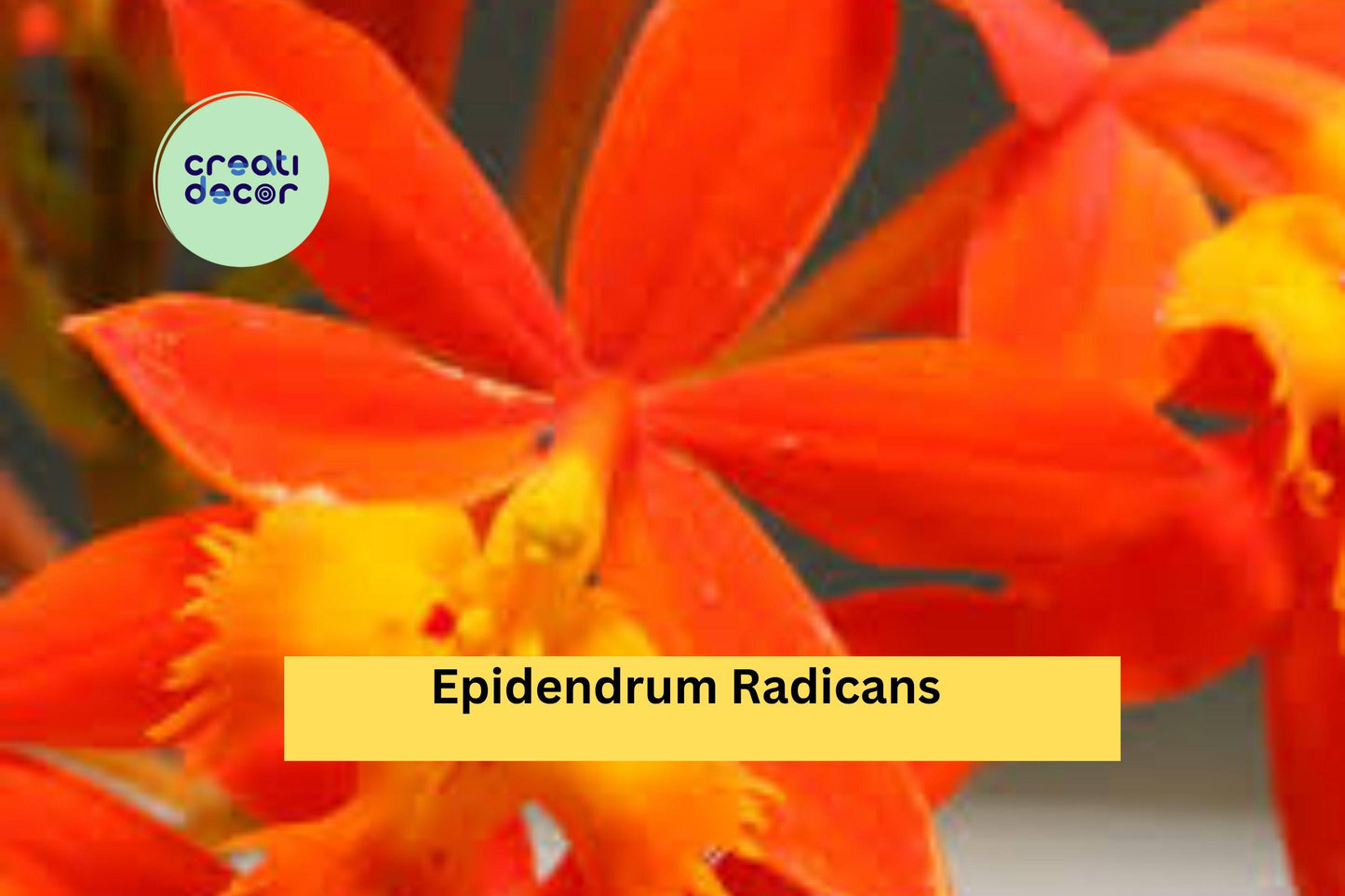 Epidendrum radicans | Orange Reed Stem Orchid | Live Bare Root Species Plant