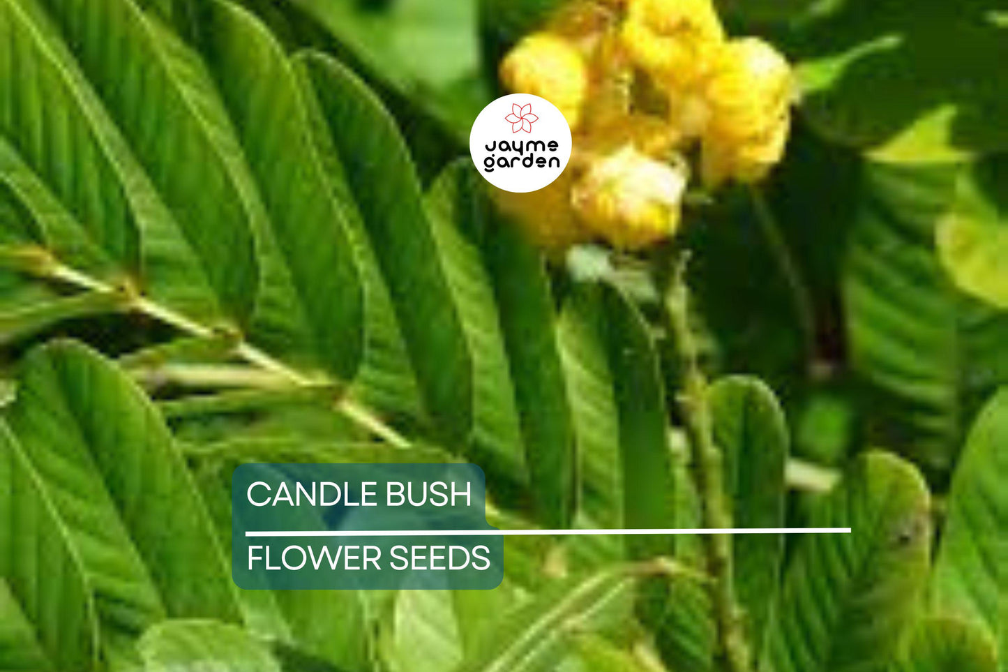 20 Candle Bush Seeds (Cassia Alata) – Fast-Growing Senna Tree, Butterfly Flower