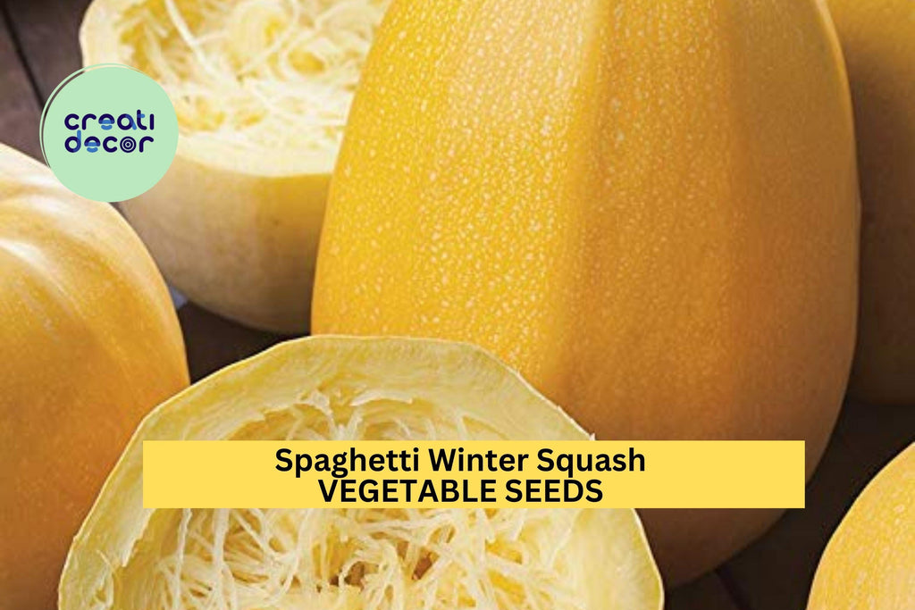 3pcs of 1g Spaghetti Squash Seeds – Winter Squash Variety, Low Carb Pasta Alternative, Easy to Grow, Nutritious Harvest Seeds for Planting