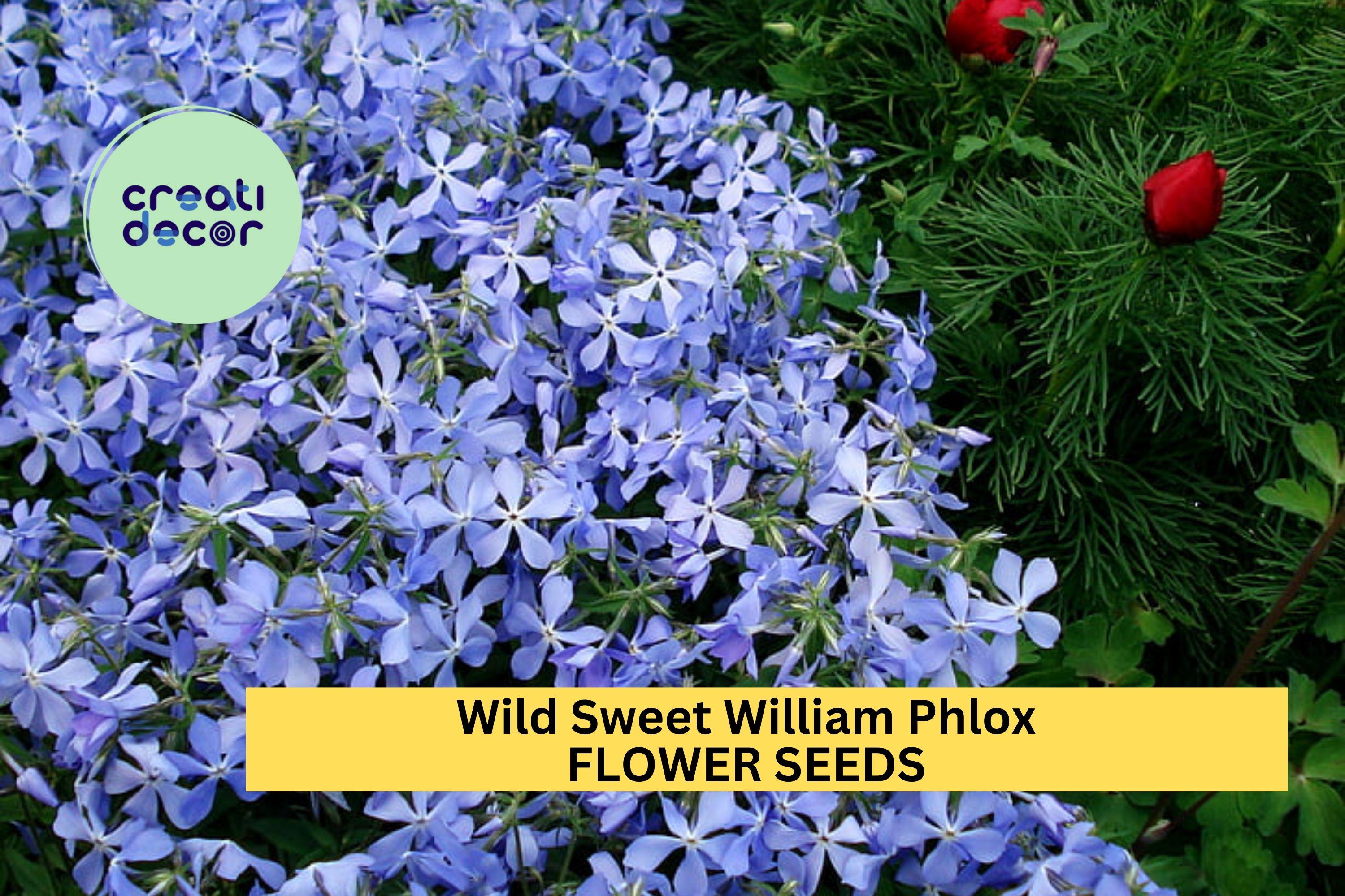 Wild Sweet William Phlox Seeds – 100+ Native Lavender-Purple Blooms – Shade-Tolerant Perennial for Woodland Gardens & Pollinator Beds – USA