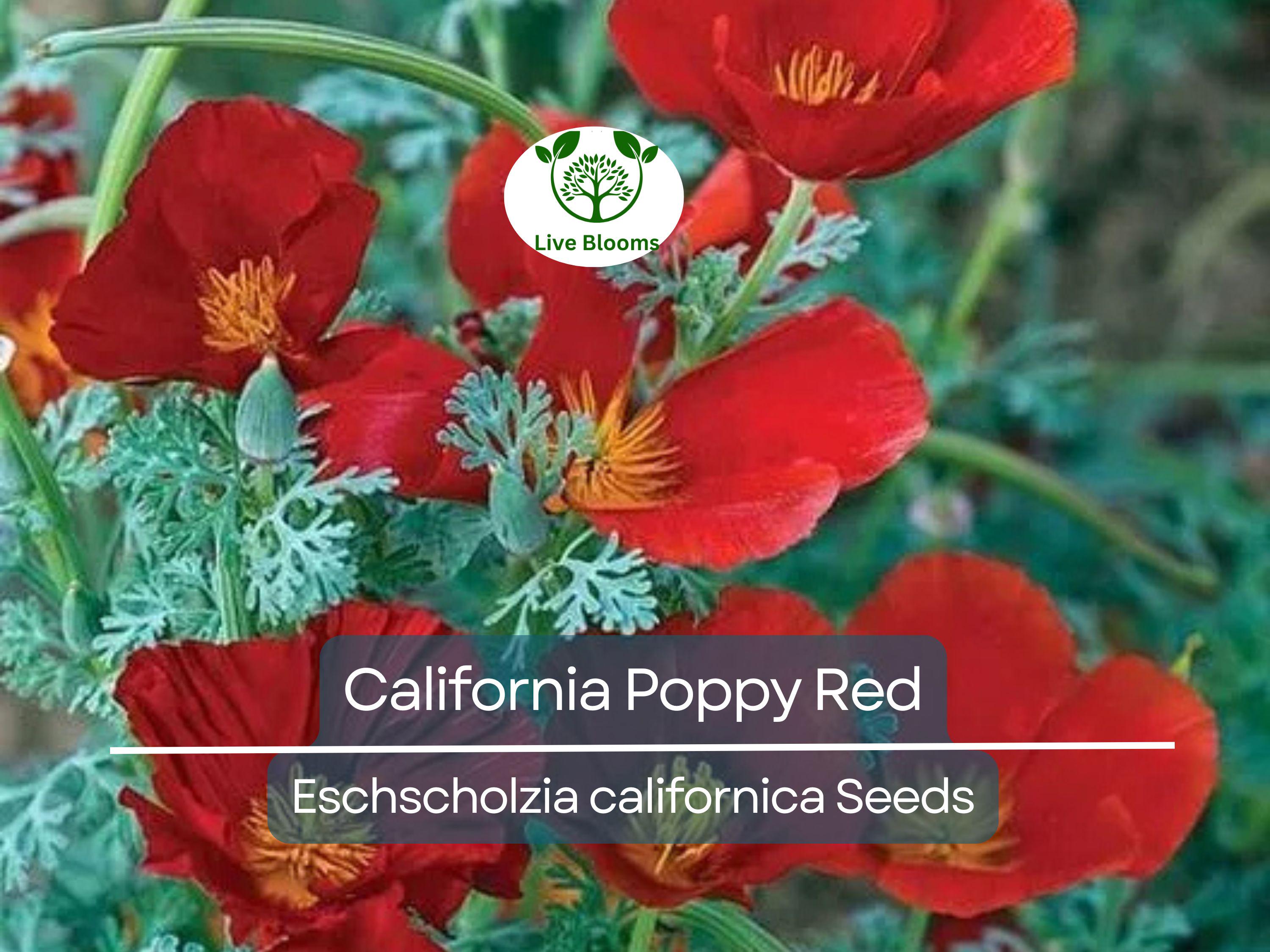 1000 California Poppy Seeds - Red Chief Eschscholzia californica | Non-GMO, Pollinator Friendly, Wildflower, Drought Tolerant