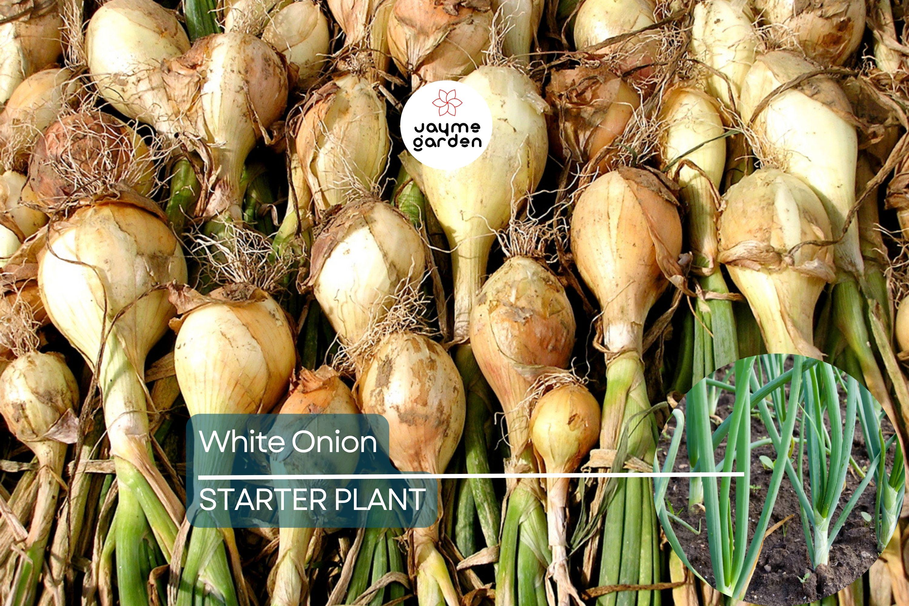 White Onion Sets – Naturally Grown, Non-GMO | 8 oz. (40-60 Bulbs) | Easy to Grow & Store | Shipping Now