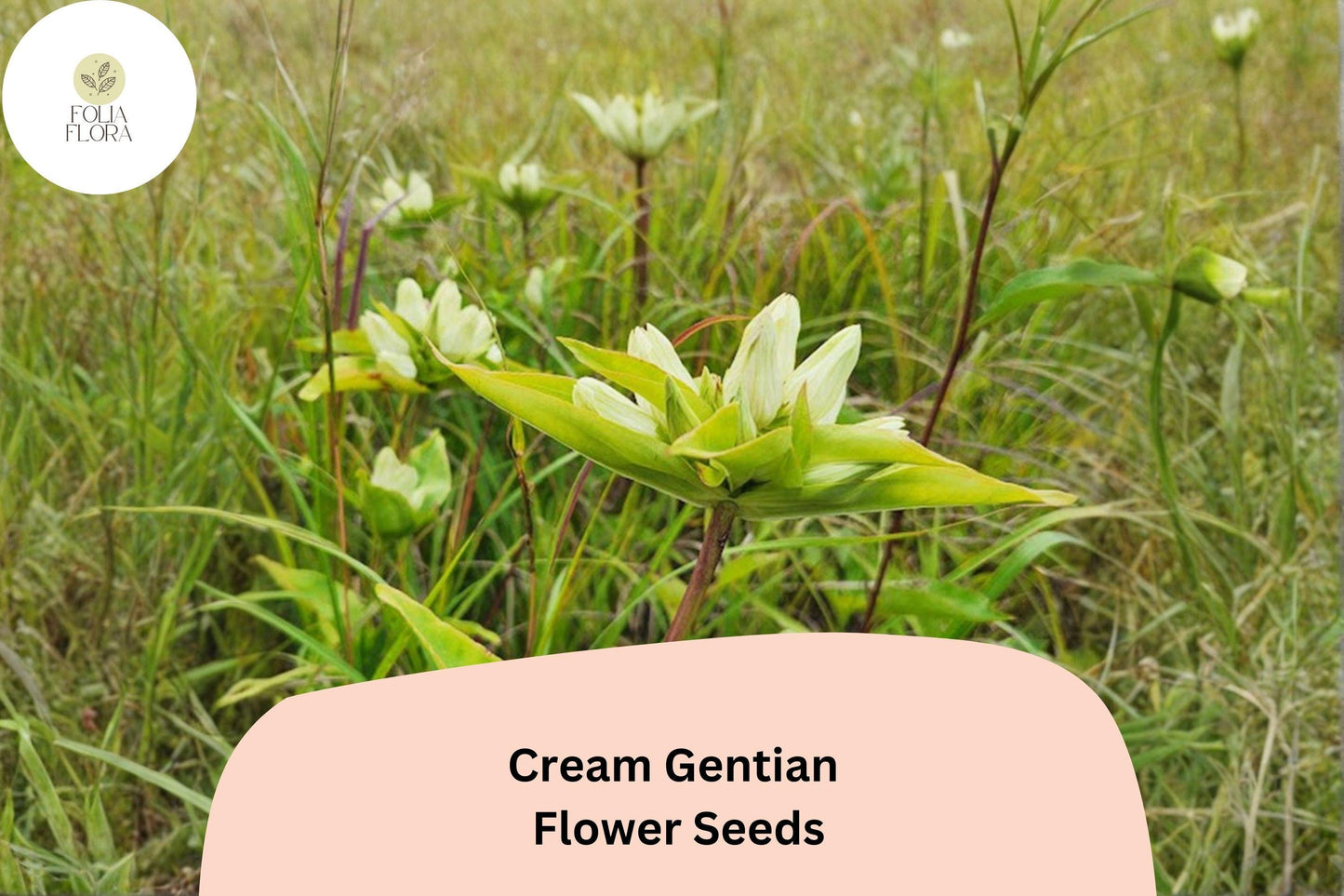 Cream Gentian Seeds – 100 Gentiana flavida | Native Pale Yellow Wildflower | Perennial Garden Plant