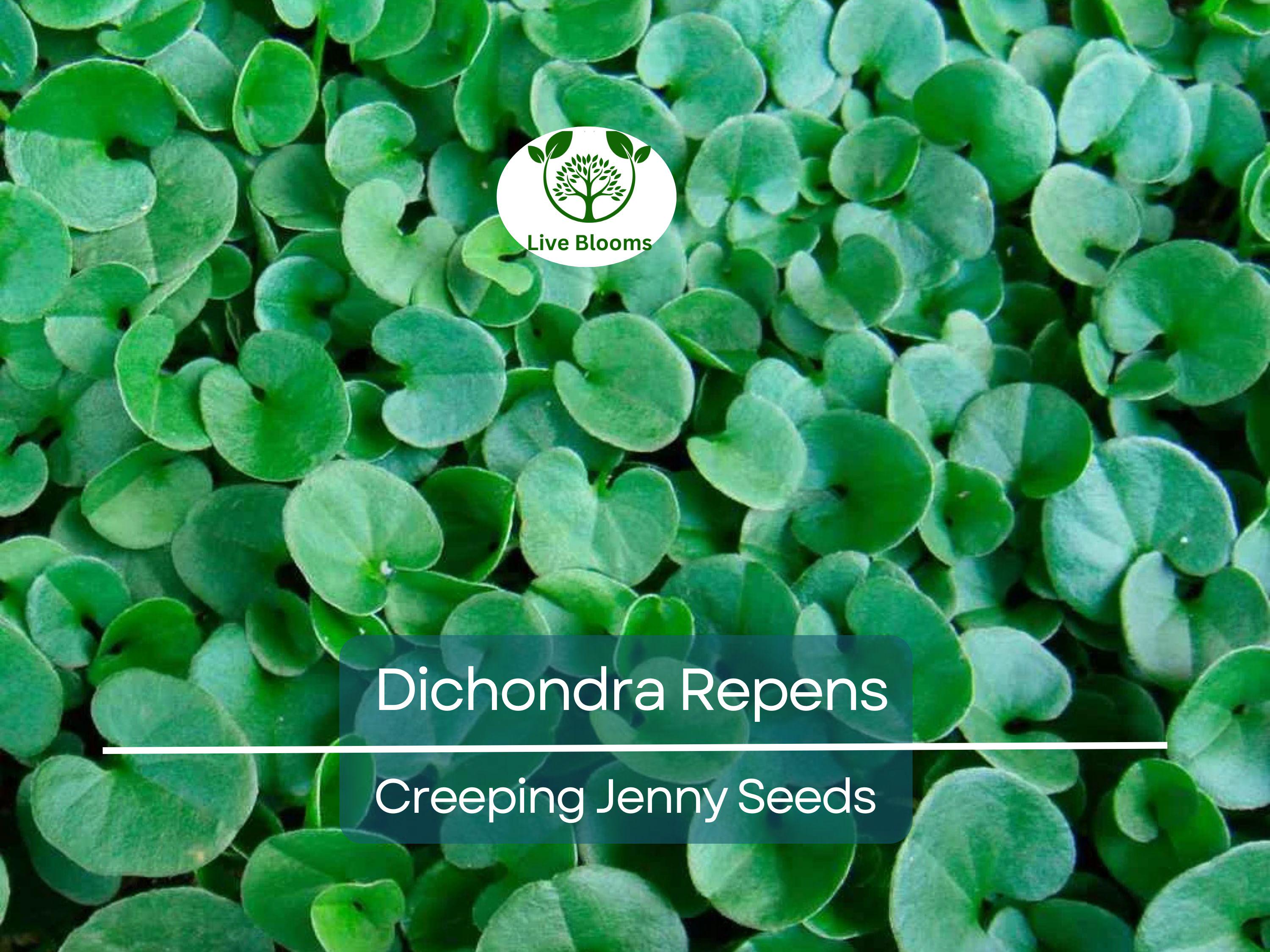 1000 Dichondra Repens Seeds (Creeping Jenny) | Perennial Ground Cover, Evergreen Lawn, Low Maintenance, Fast Growing, Garden Plant