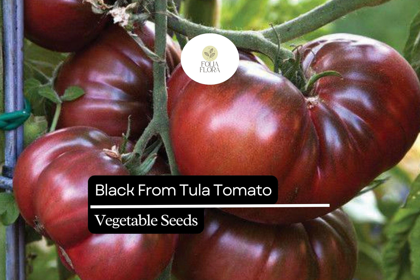 30 Black from Tula Tomato Seeds – Solanum lycopersicum – Heirloom Beefsteak, High-Yielding, Perfect for Slicing
