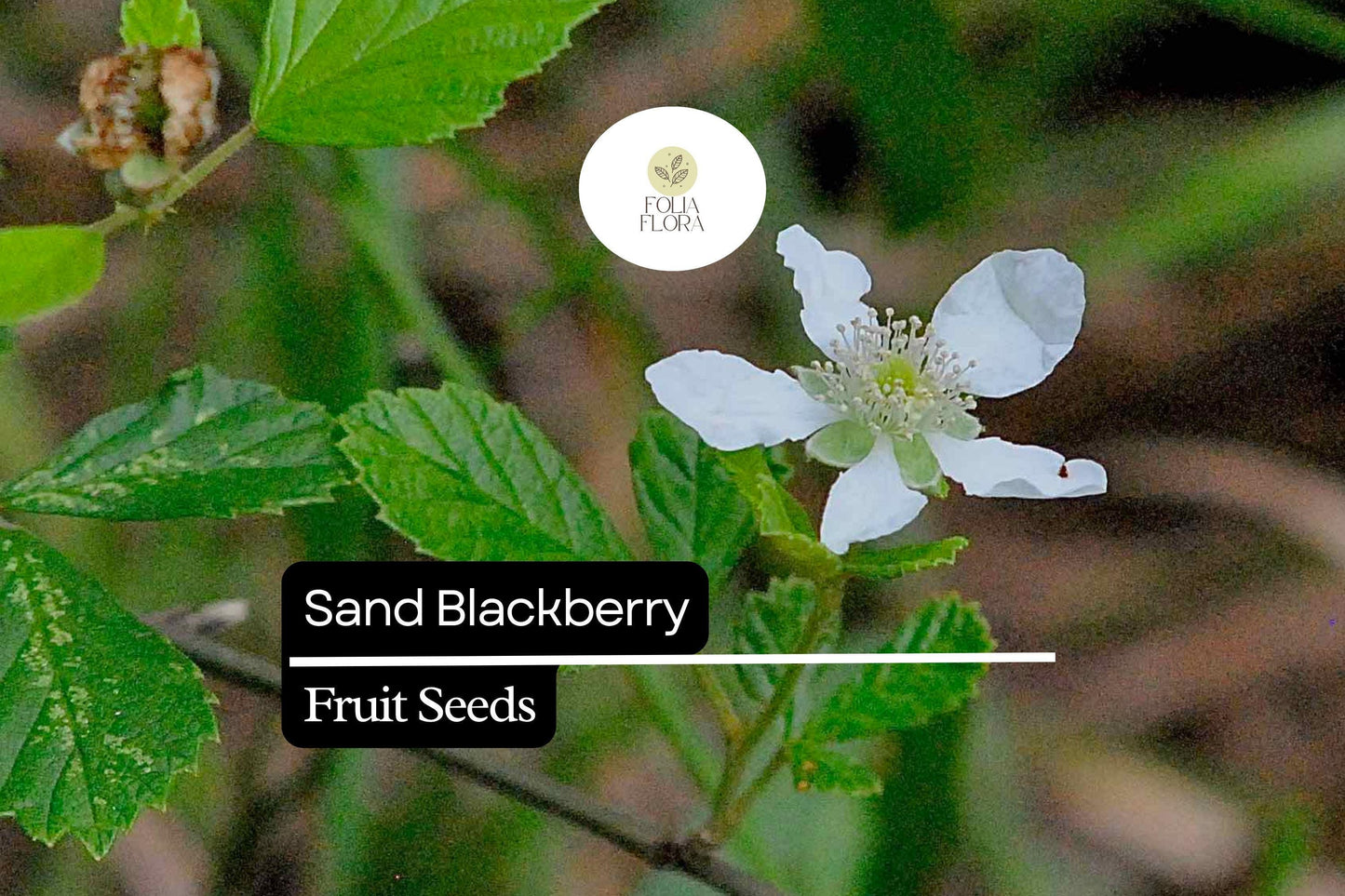 25 Sand Blackberry Seeds (Rubus cuneifolius) | Wild Native Bramble Bush for Edible Fruits | Rare Southeastern USA Blackberry