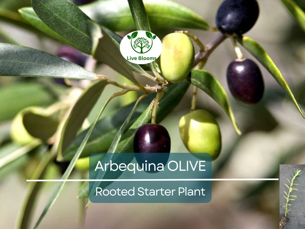 1 Olive Tree "Arbequina" Starter Plant 5-6" Long| Olea europaea | Drought Tolerant, Easy to Grow | Perfect for Garden & Container