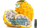 1 Yellow Dragon Fruit Palora Variety Fresh Cutting 3-4" for Rooting, Hylocereus megalanthus, Sweet Yellow Fruit, Tropical Plant Cutting