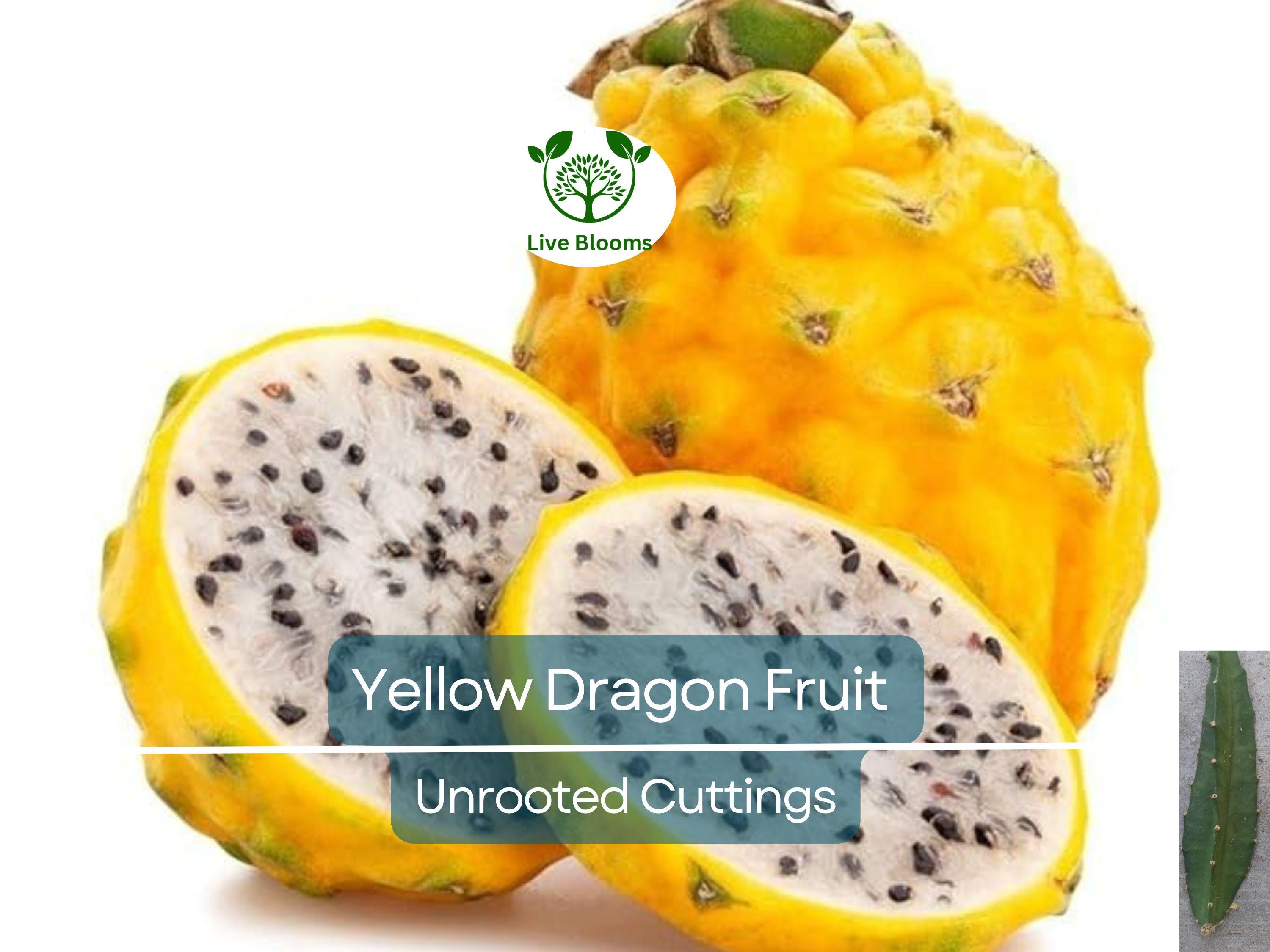 1 Yellow Dragon Fruit Palora Variety Fresh Cutting 3-4" for Rooting, Hylocereus megalanthus, Sweet Yellow Fruit, Tropical Plant Cutting