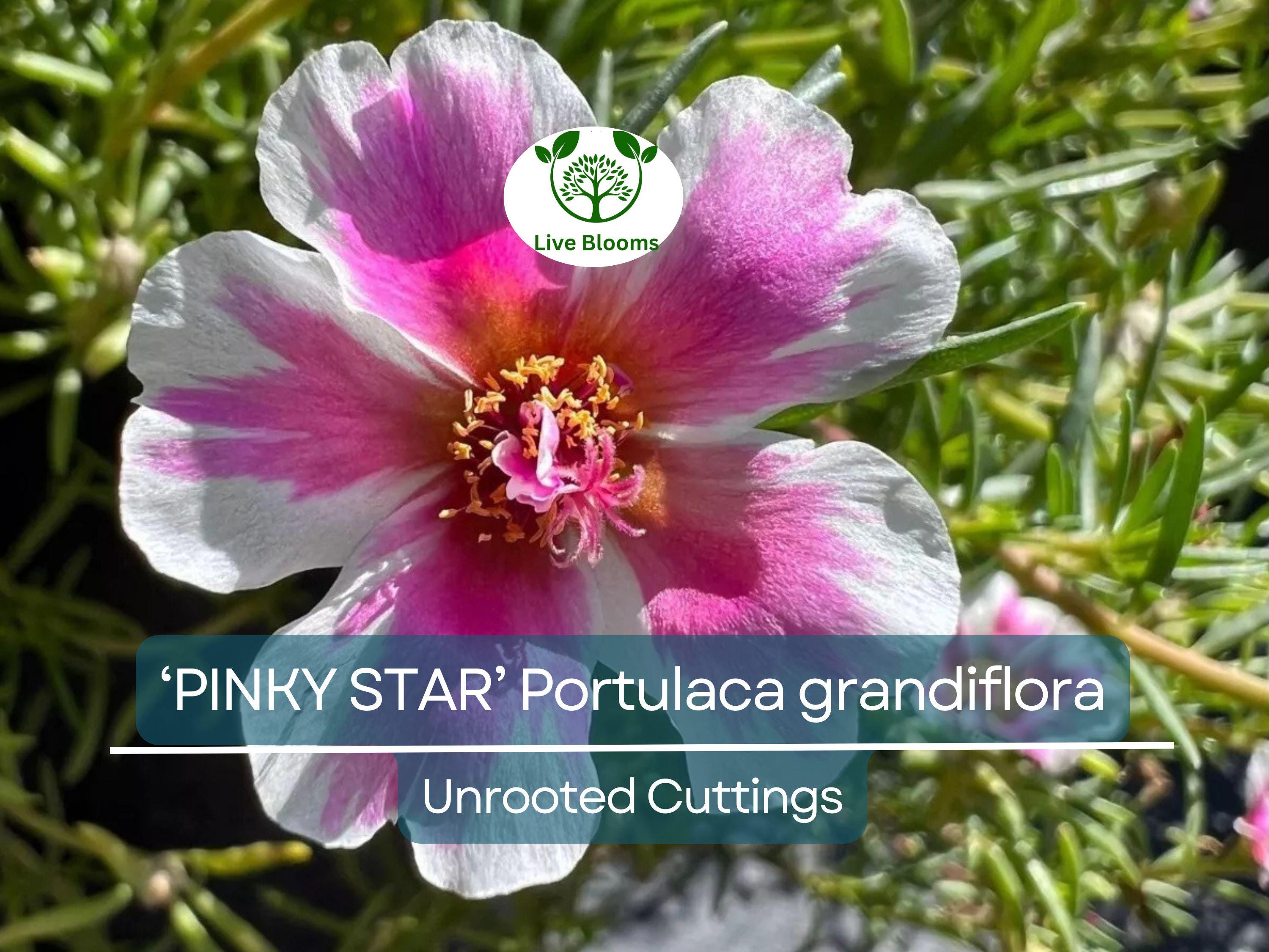10 PINKY STAR Portulaca grandiflora Unrooted Cuttings 5" - Bright Pink Moss Rose, Vibrant Garden Succulent, Outdoor & Indoor Plant
