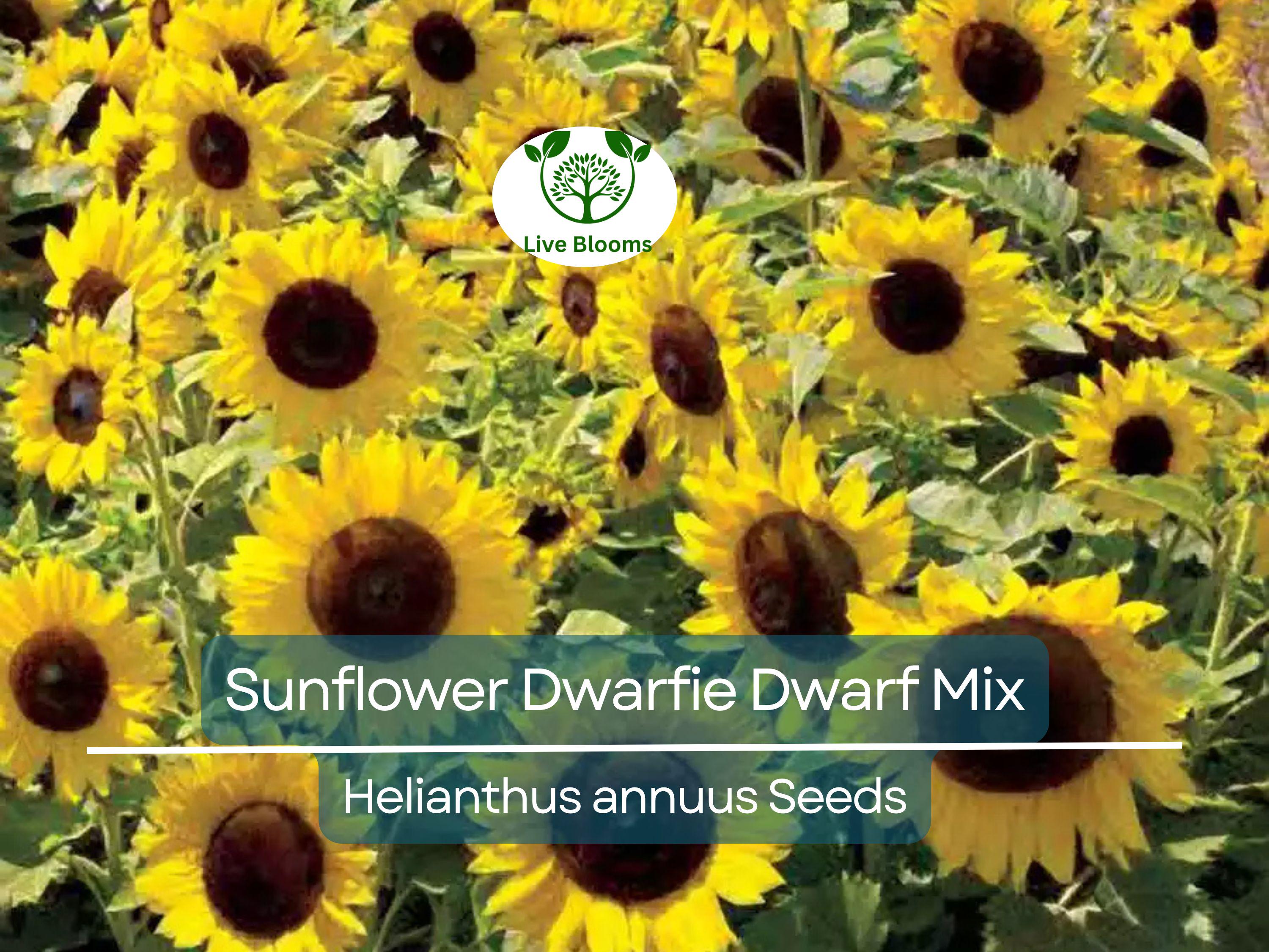 50 Seeds Sunflower Dwarfie Dwarf Mix (Helianthus annuus) Non-GMO, Attracts Butterflies, Bees, Birds & Goldfinches, Mini Sunflowers Garden