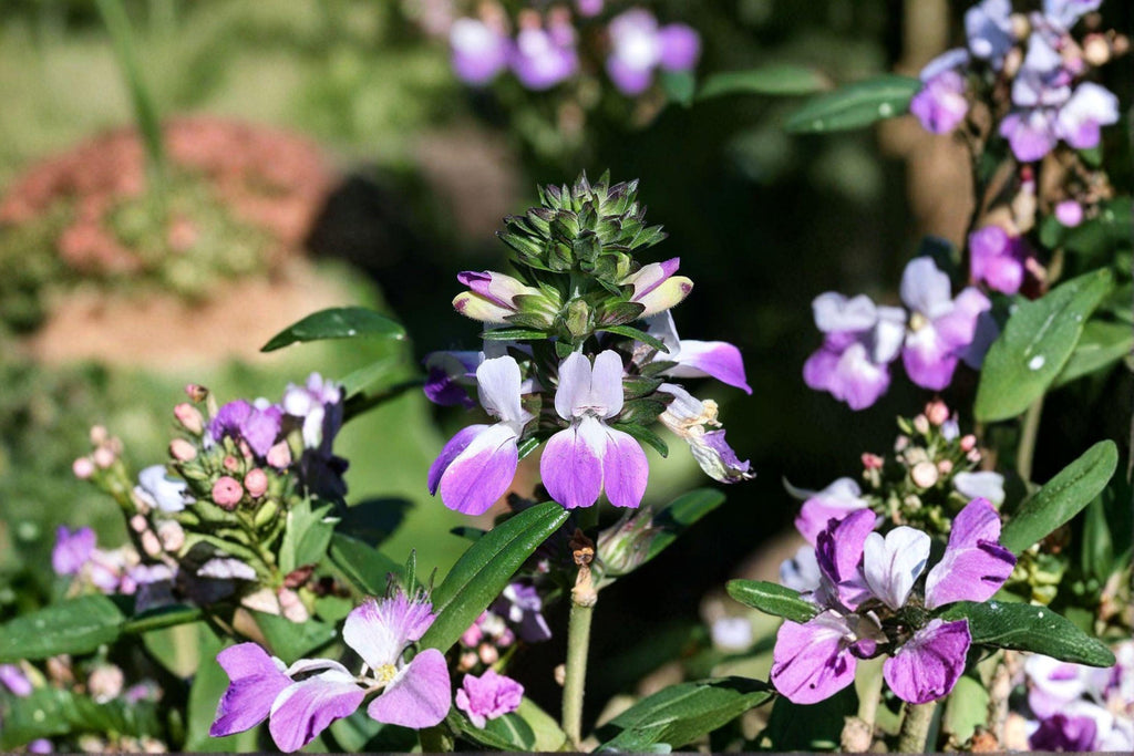 Chinese Houses – Collinsia heterophylla Seeds | 100 Seeds | Unique Purple & White Wildflower