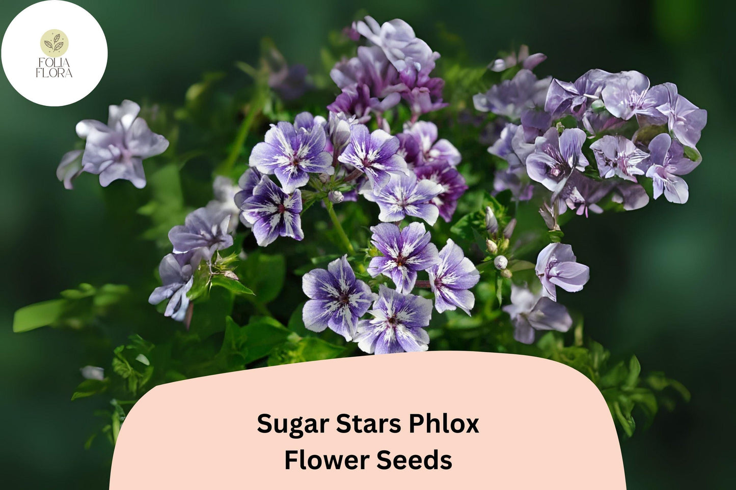 100+ Sugar Stars Phlox Seeds – Violet Blue Garden Flower Seeds for Planting, Phlox drummondii