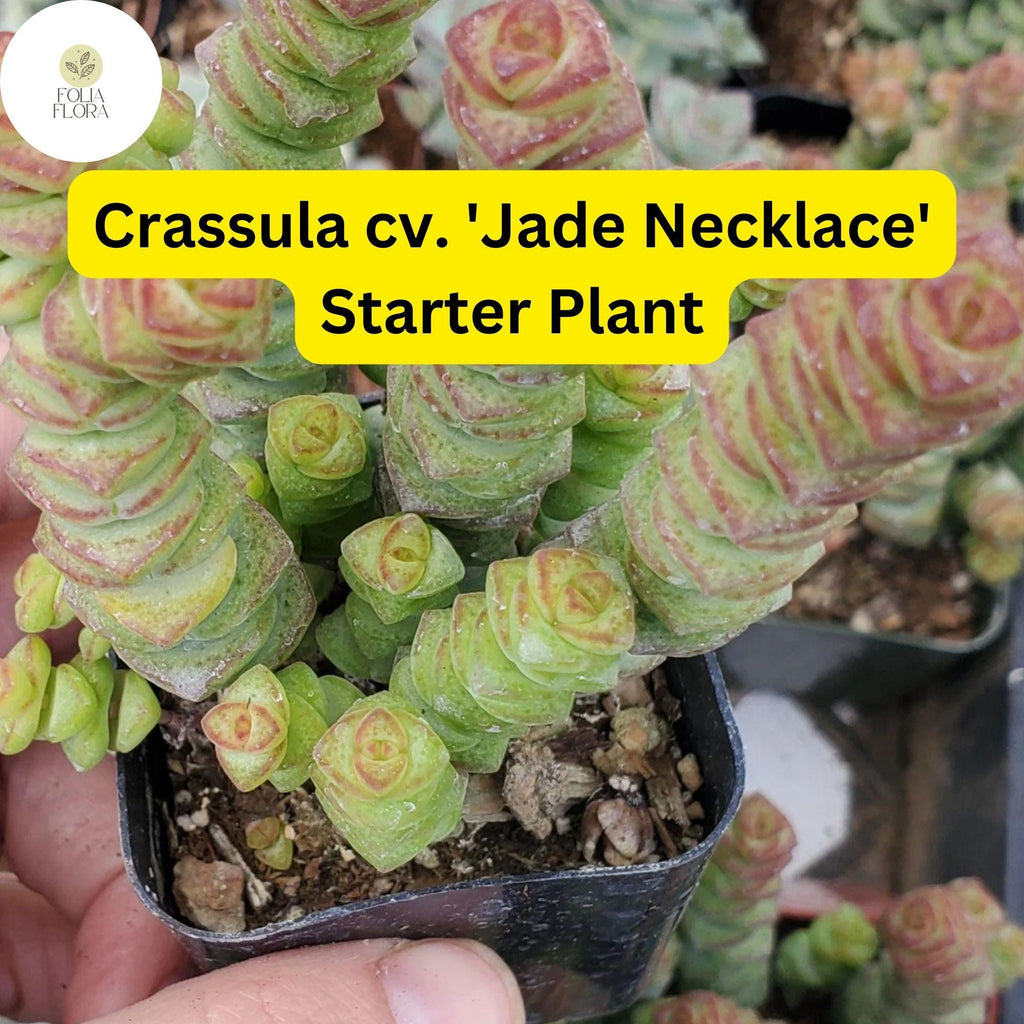 1 Crassula cv. 'Jade Necklace,' Rare Live Succulent Plant, Rooted in 2'' Pot, Easy Care