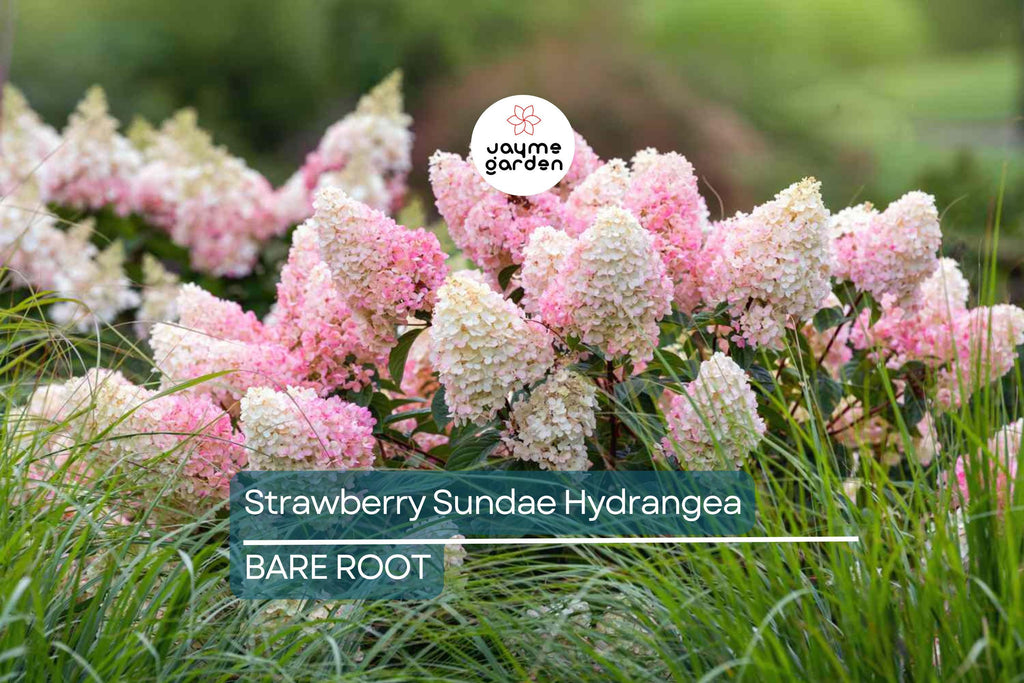 Strawberry Sundae Hydrangea | Live Plant | Bare Root | Stunning Pink & White Blooms | Zones 3-8 | Compact Flowering Shrub