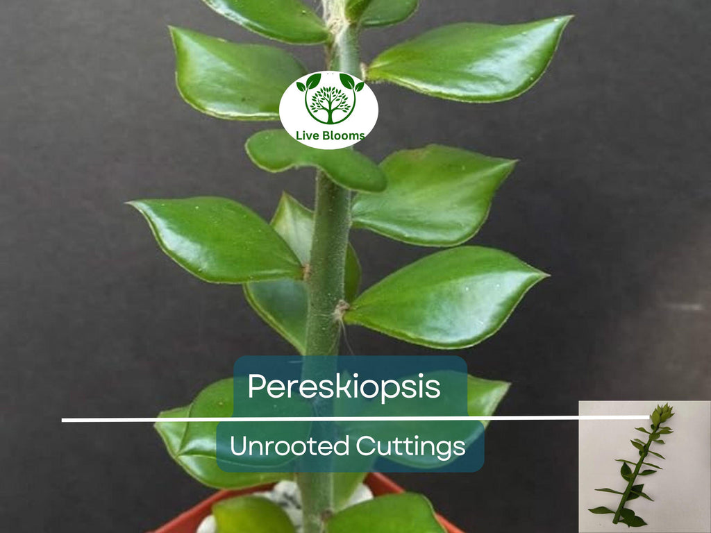 5pcs Pereskiopsis Unrooted Cuttings - Cactus Grafting Rootstock, Pereskiopsis spp., Cactus Propagation, Succulent Starter, Rare Cuttings