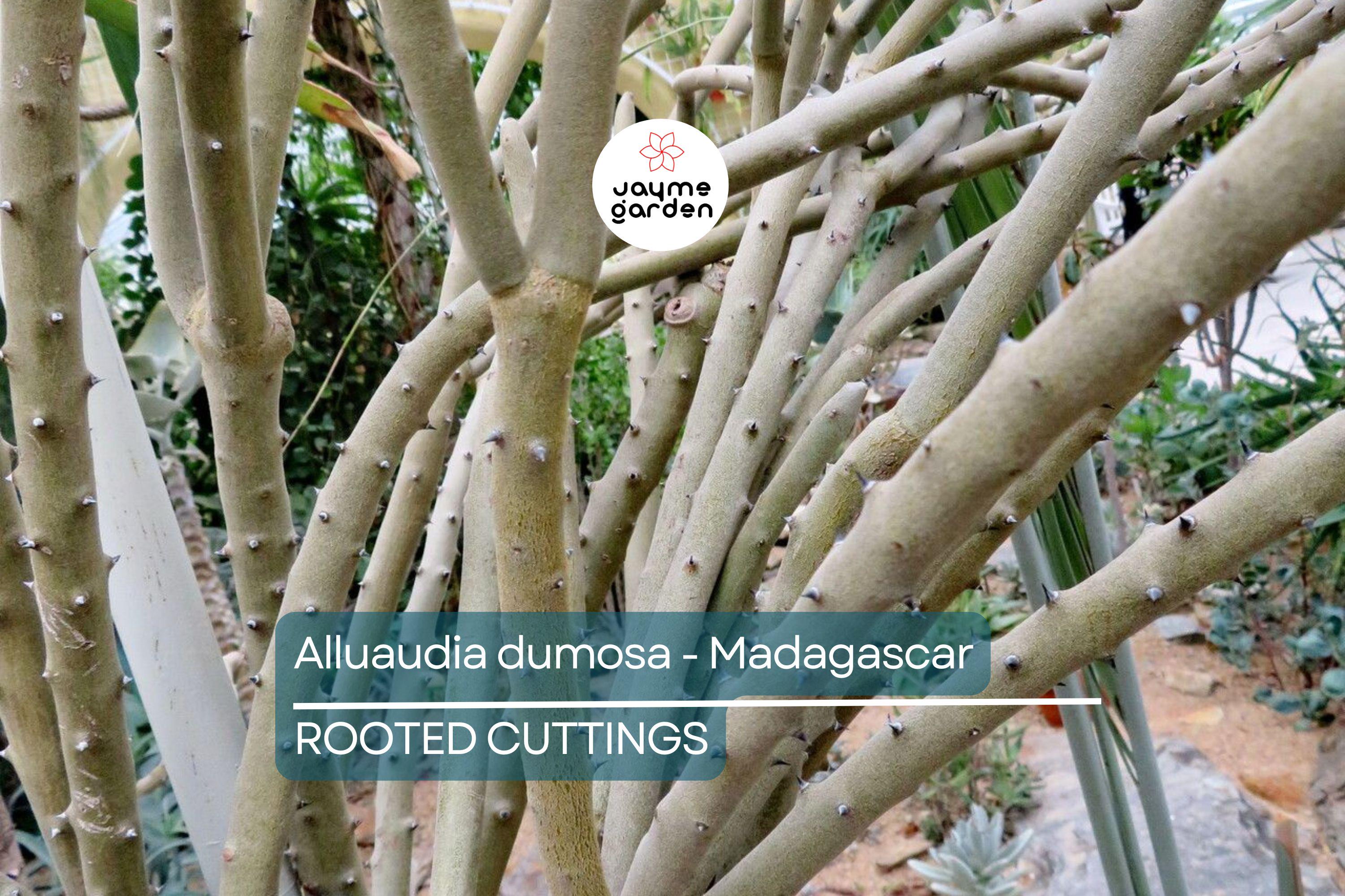 Alluaudia dumosa - Madagascar | Rooted Cutting 8"-12" | Rare Succulent