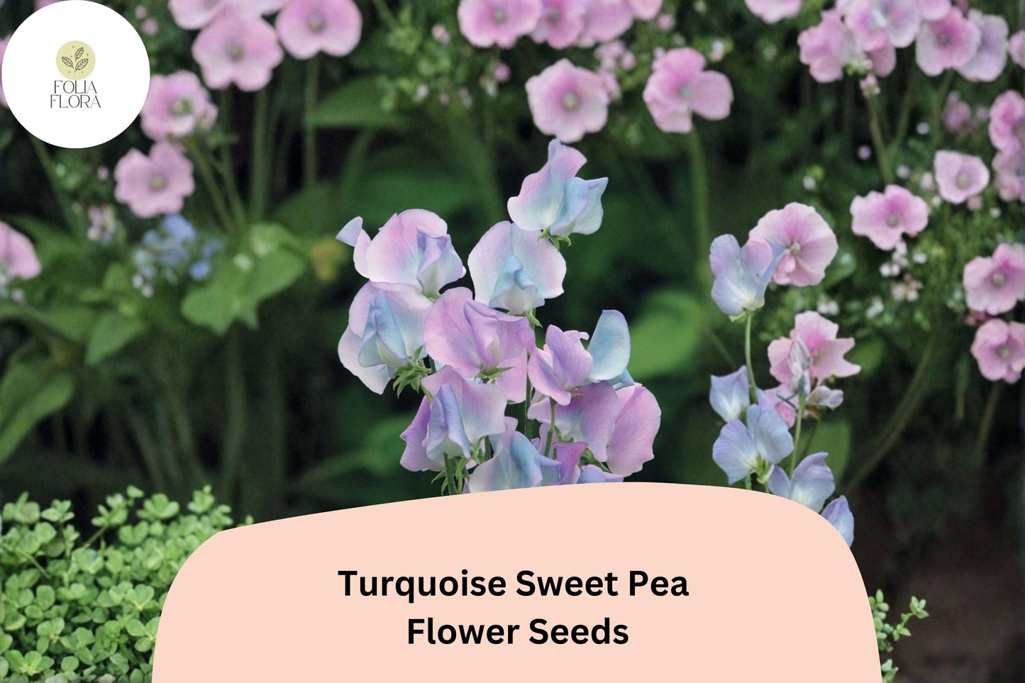 50+ Turquoise Lagoon Semi-Dwarf Sweet Pea Seeds | Purple-Pink Compact Climbing Flowers