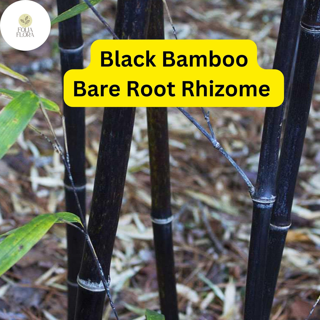 1 Black Bamboo Live Plant, Phyllostachys nigra, Multi-Cane Bamboo, Ornamental Privacy Screen, Fast Growing