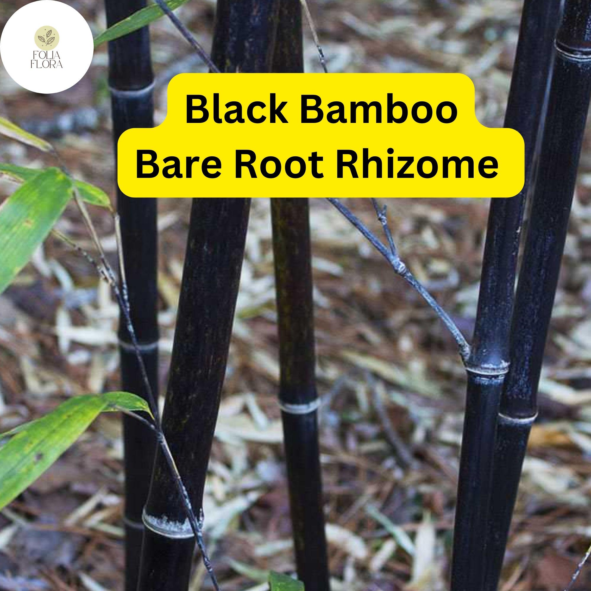 1 Black Bamboo Live Plant, Phyllostachys nigra, Multi-Cane Bamboo, Ornamental Privacy Screen, Fast Growing