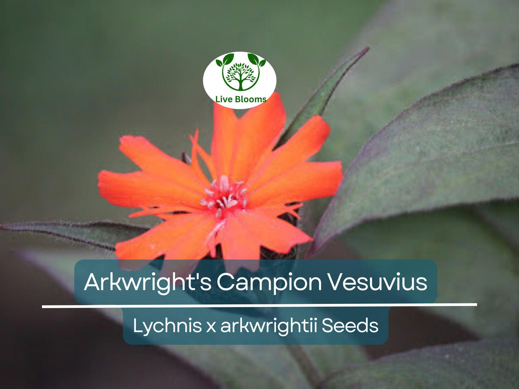 100 Seeds Arkwright's Campion Vesuvius - Non-GMO Perennial, Hummingbird-Friendly, Beautiful Red Blooms, Ideal for Gardens