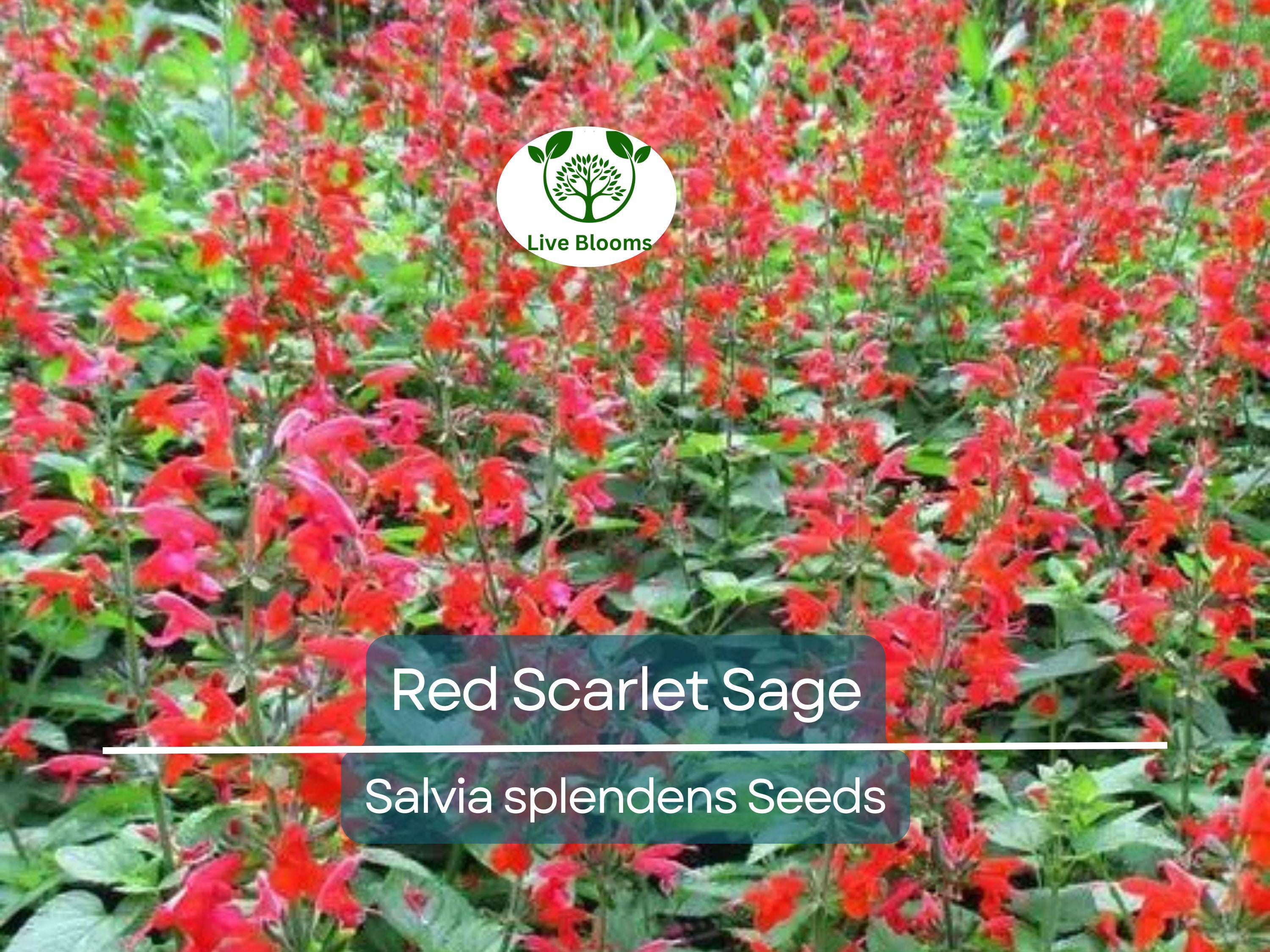 500 Seeds Red Scarlet Sage Salvia, Hummingbird Flowers, Non-GMO Annual & Perennial, Vibrant Garden Plants, Easy to Grow