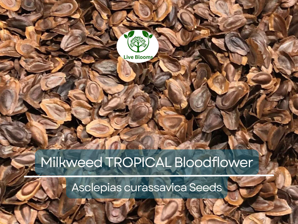 100 Seeds Milkweed TROPICAL Bloodflower (Asclepias curassavica), Monarch Butterfly Host Plant, Attracts Pollinators, Non-GMO, Vibrant Flower