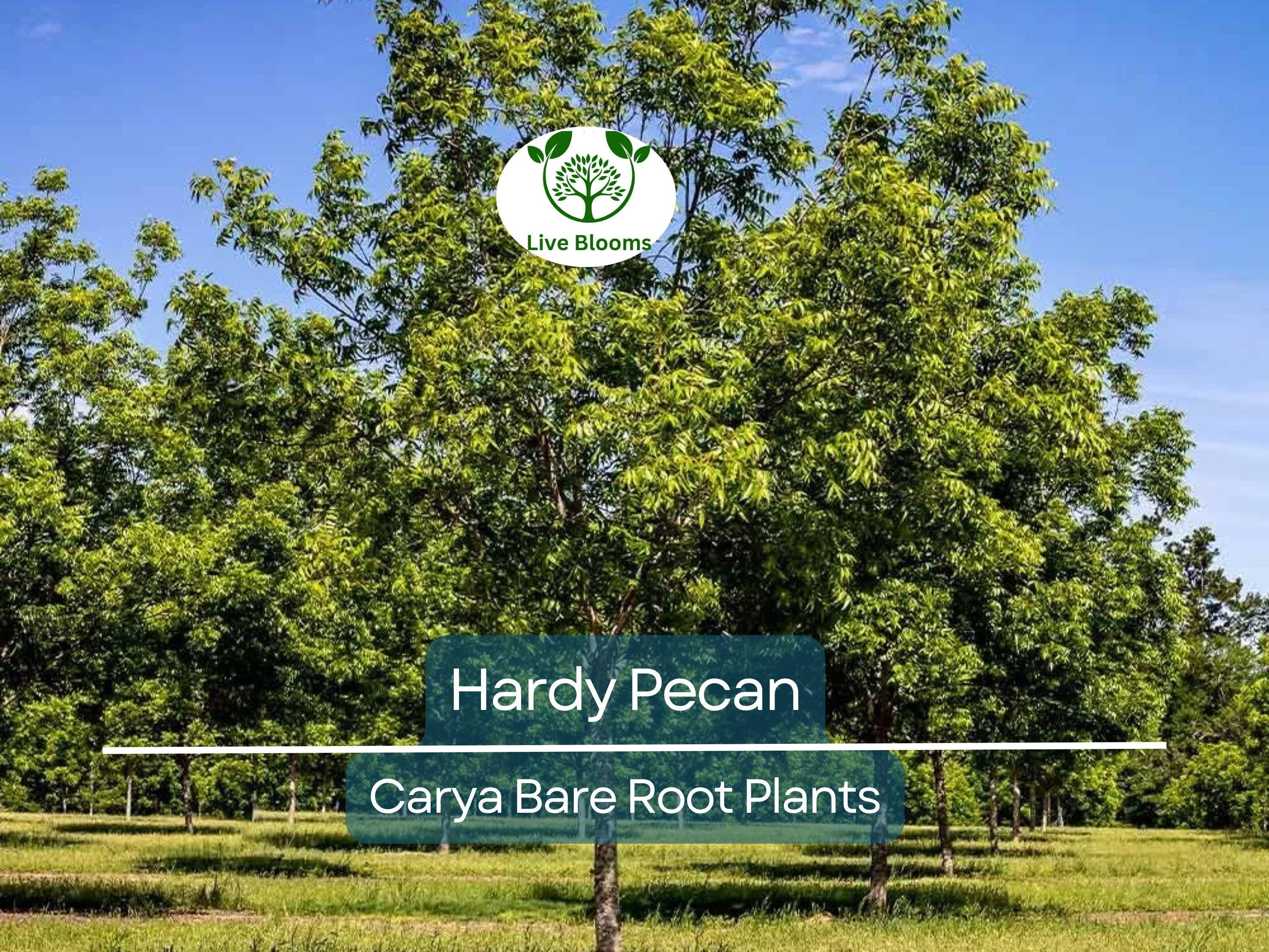 2 Hardy Pecan Tree Seedlings – 12–16” Live Bare Root Plants – Nut-Bearing Shade Trees for Orchards or Large Yards