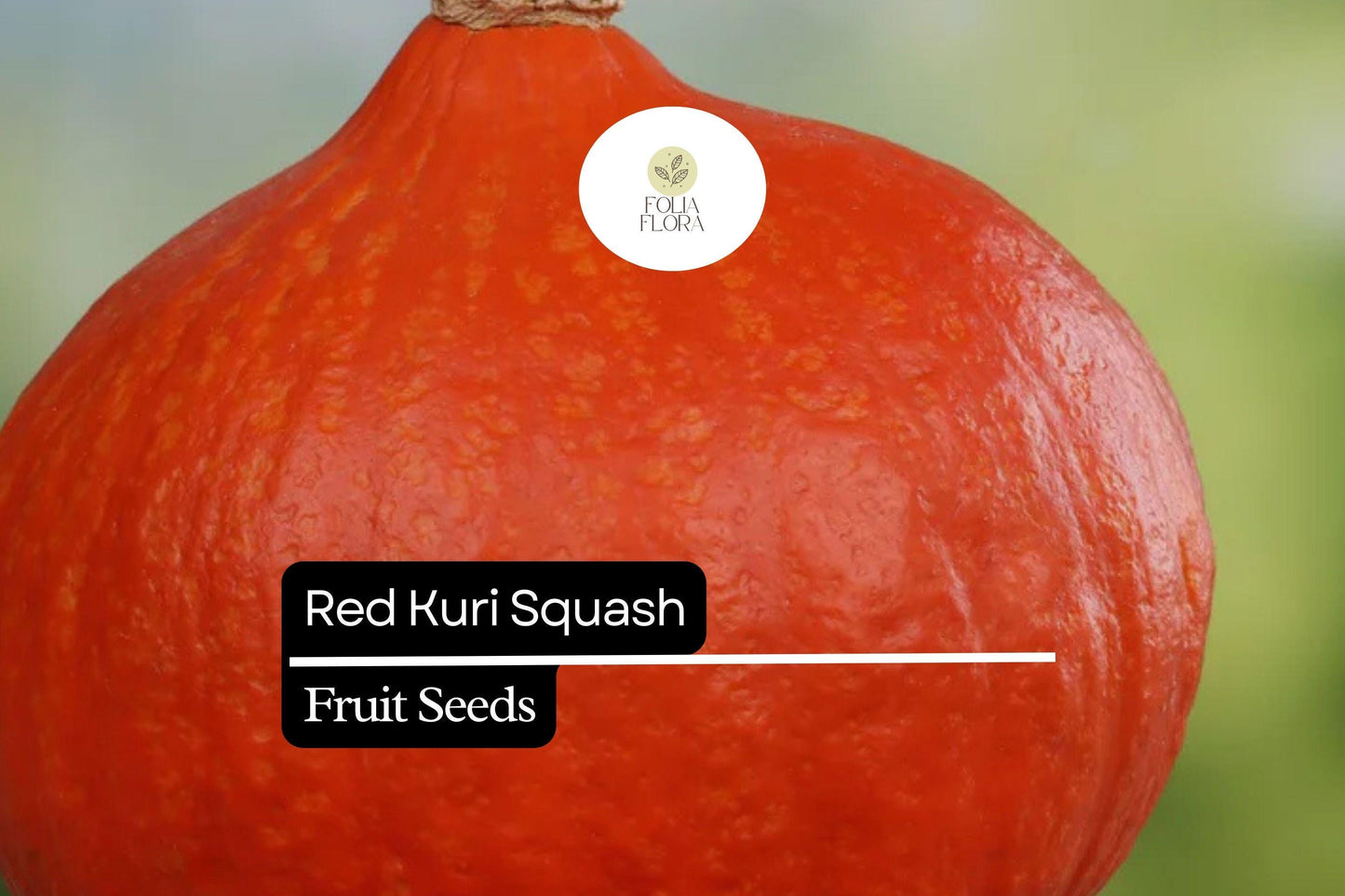 10 Seeds Red Kuri Squash (Cucurbita maxima) – Sweet & Nutty Winter Squash for Roasting and Baking