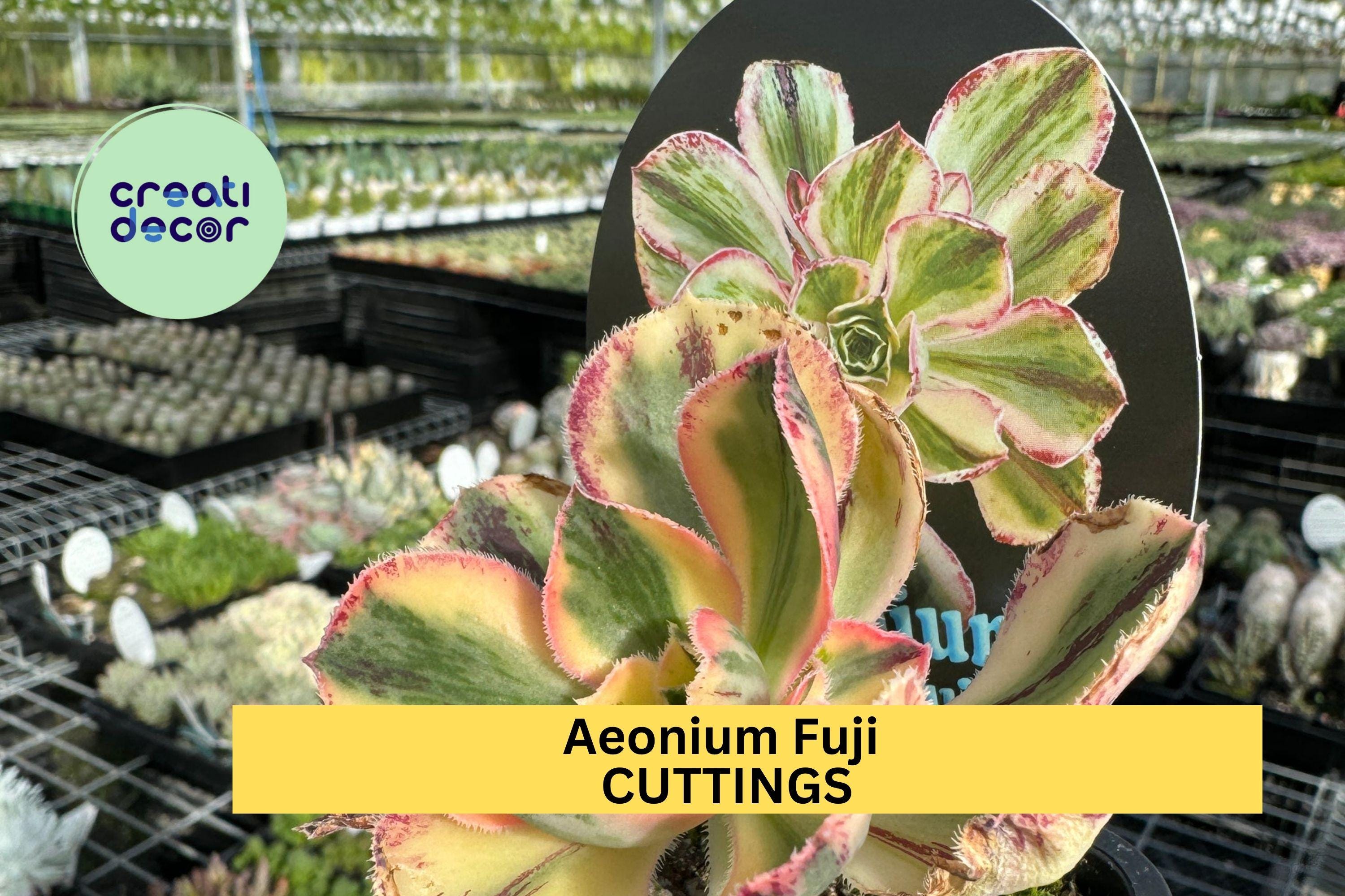 1 Aeonium 'Fuji' Succulent Cuttings | Unrooted Rosette Cuttings for Planting | Rare Succulent Variety for Rock Gardens & Pots