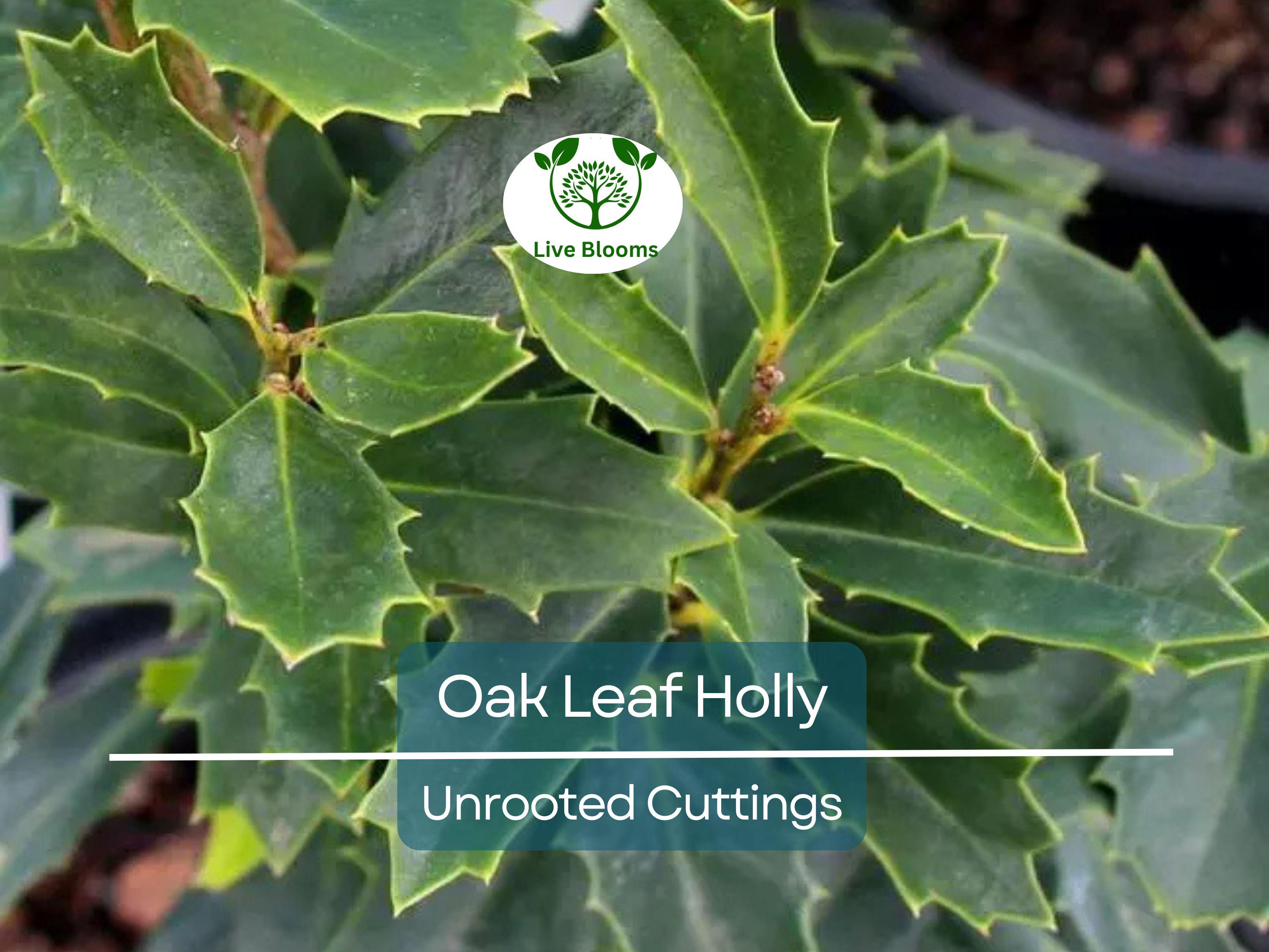 1 Oak Leaf Holly Unrooted Cutting | Ilex Latifolia | Evergreen Shrub for Gardening | Hardy Holly Cutting for Planting