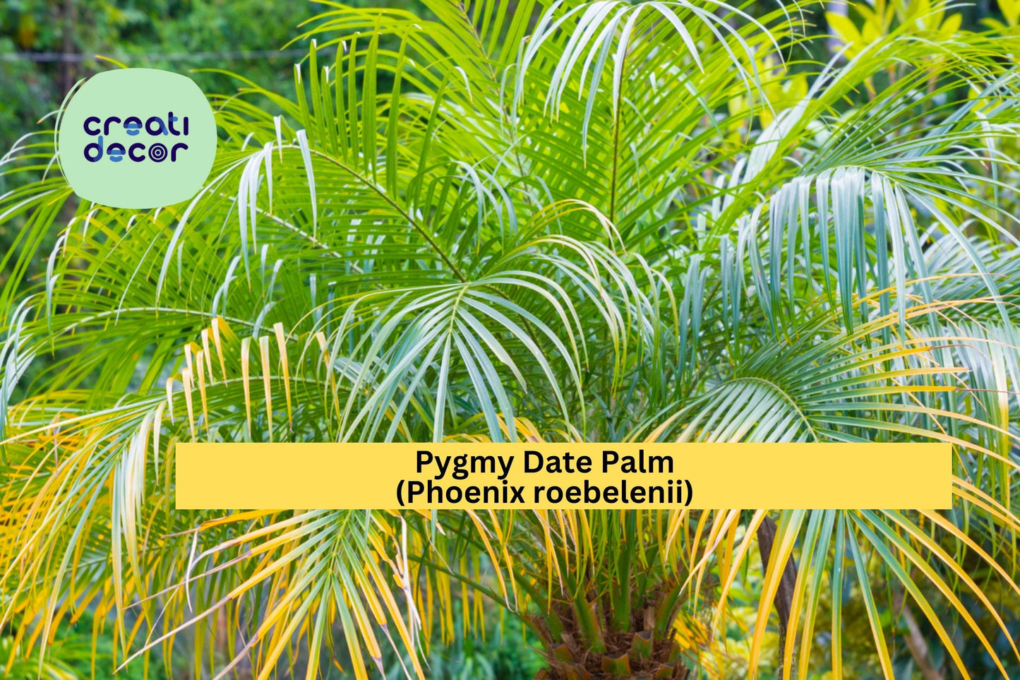Pygmy Date Palm Seeds (Phoenix roebelenii) – 5 Dwarf Palm Tree Seeds | Tropical Look | Indoor/Outdoor | Container-Friendly