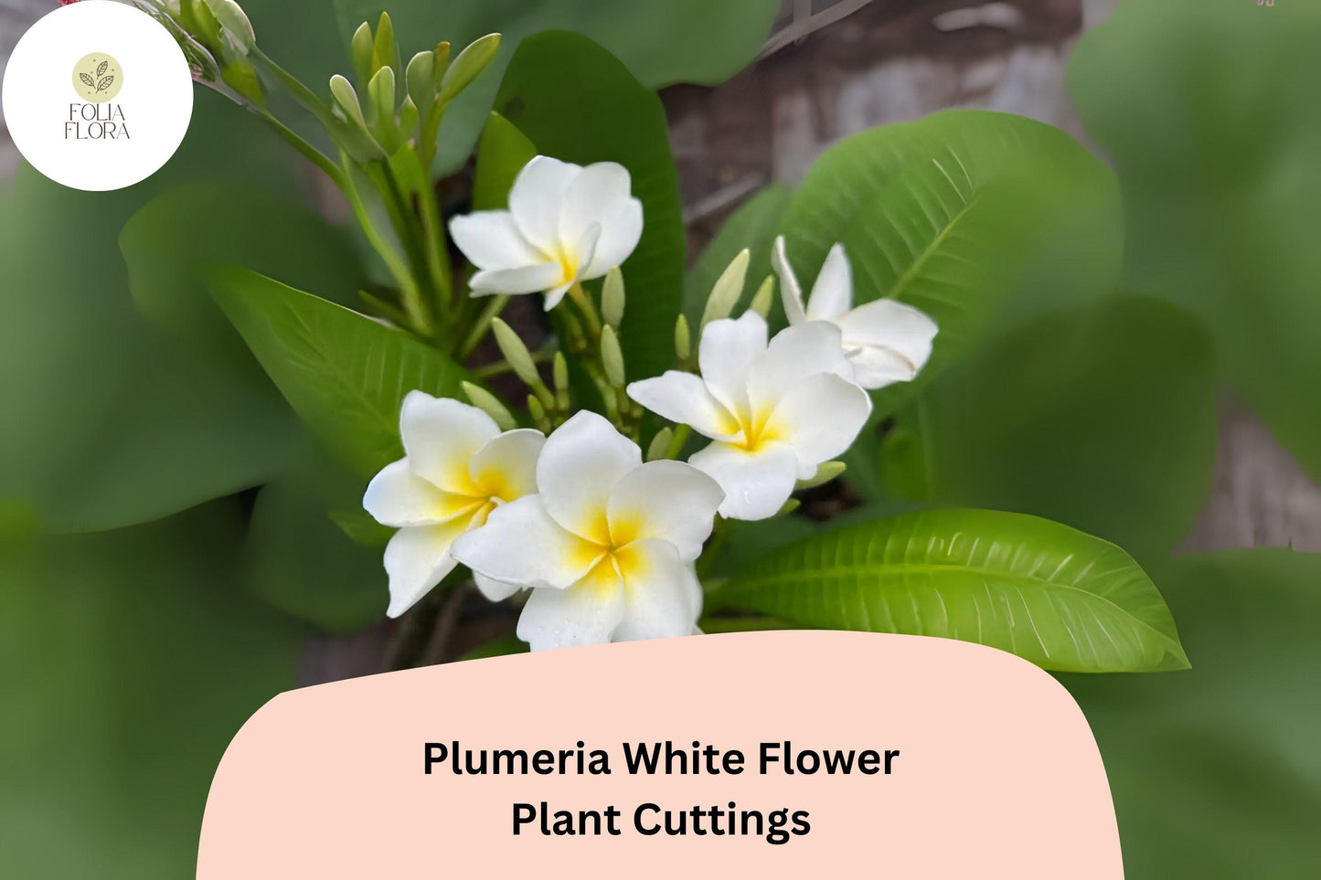 Plumeria White 3 Live 6” Cuttings | Frangipani Tropical Flowering Plant for Garden & Patio