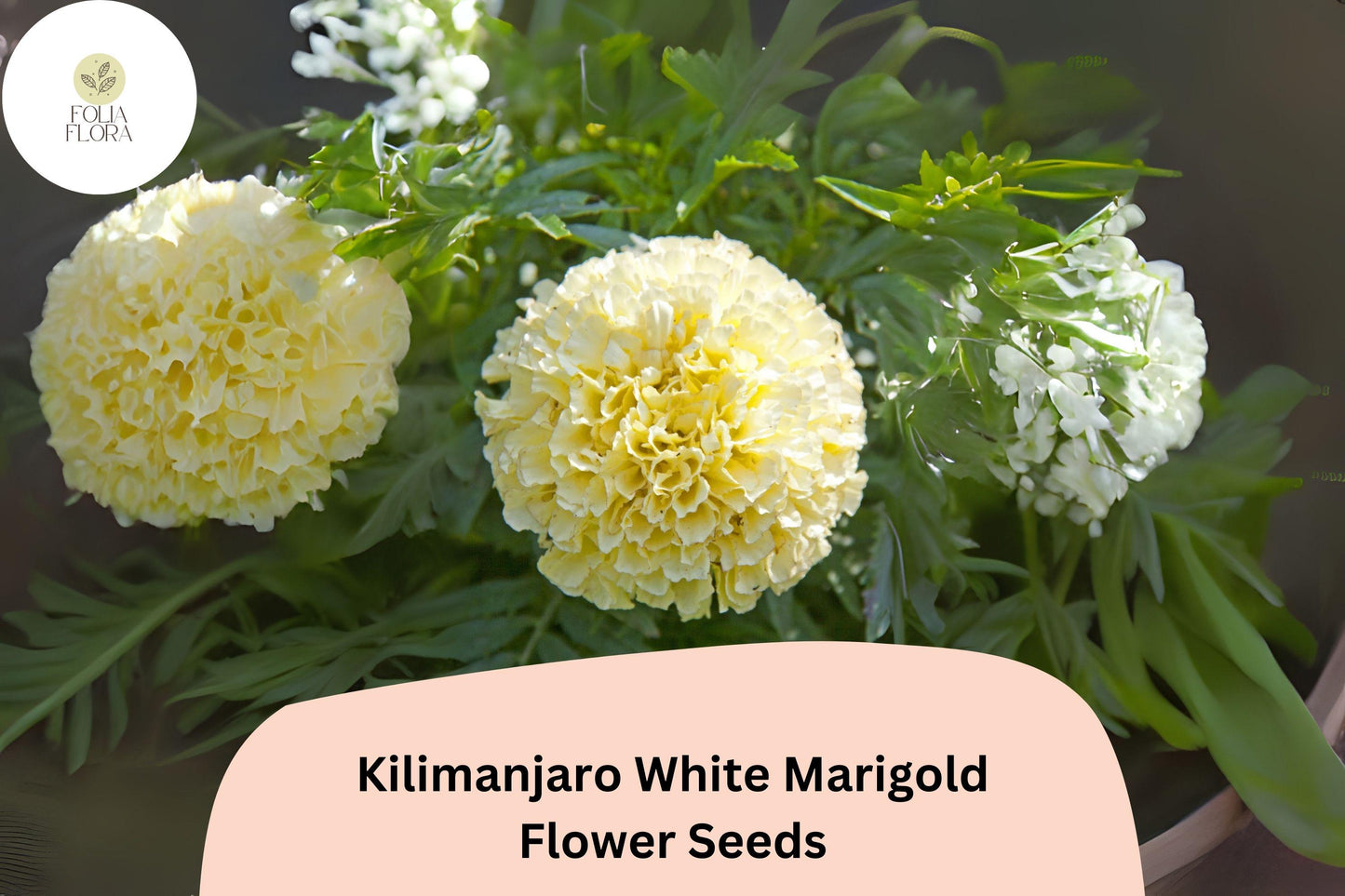 25+ Kilimanjaro White Marigold Seeds | Tagetes erecta | Tall African Marigold | Elegant Cream-White Blooms for Garden Planting