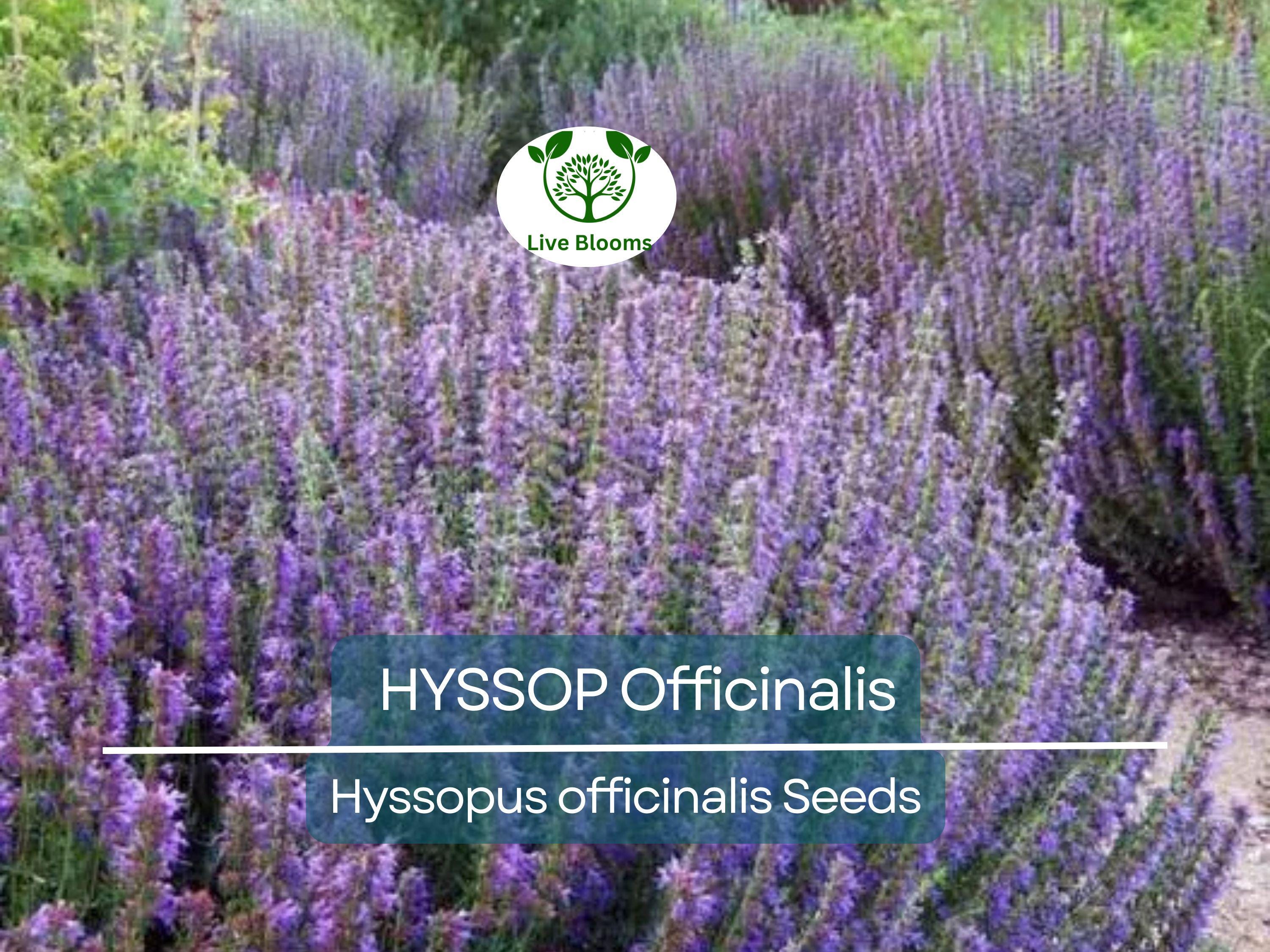200 Seeds HYSSOP officinalis Perennial Hummingbird Plant Non-GMO, Aromatic Herb, Attracts Pollinators, Drought-Tolerant Garden Plant