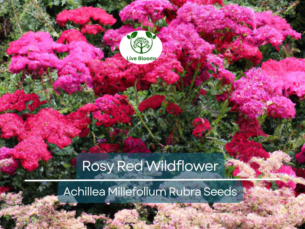 1,000 Perennial 'Rosy Red' Wildflower Seeds | Achillea Millefolium Rubra, Red Yarrow, Easy to Grow, Pollinator-Friendly