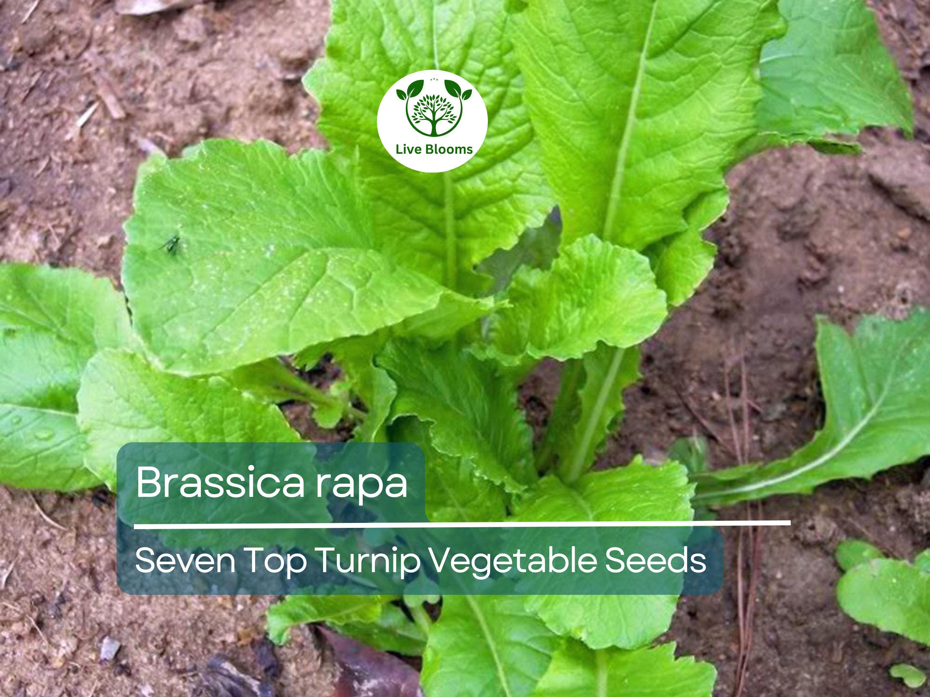 1000 mg Turnip Seven Top Seeds - Brassica rapa | Heirloom Leafy Green Turnip Seeds for Planting, Gardening & Fresh Greens Harvest