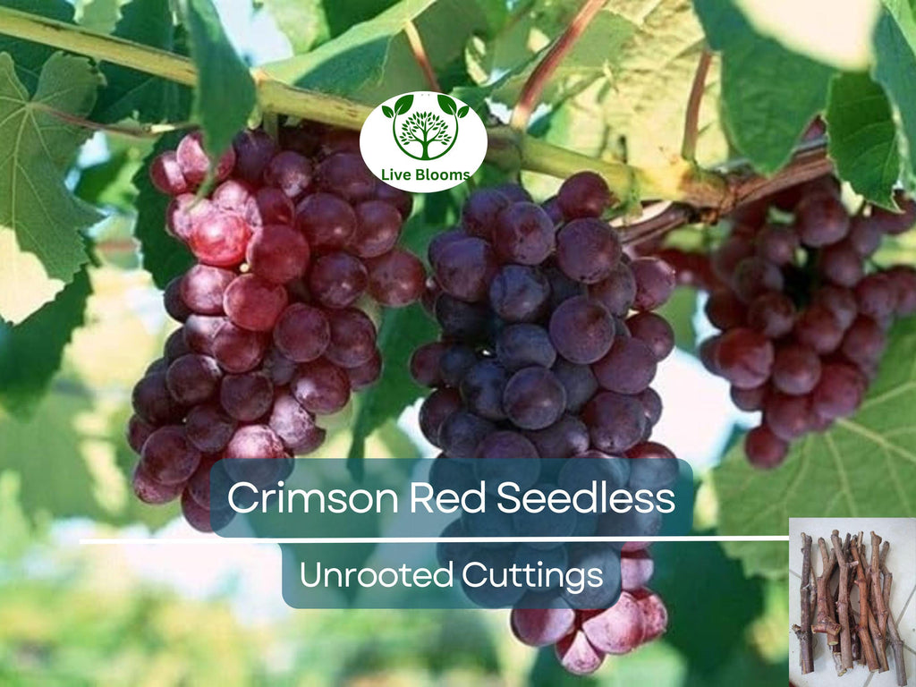 10 Crimson Fresh Vine Unrooted Cuttings - Large Red Seedless Table Grape (Vitis vinifera) | Delicious, Sweet, Fruit Cuttings for Vine Growth