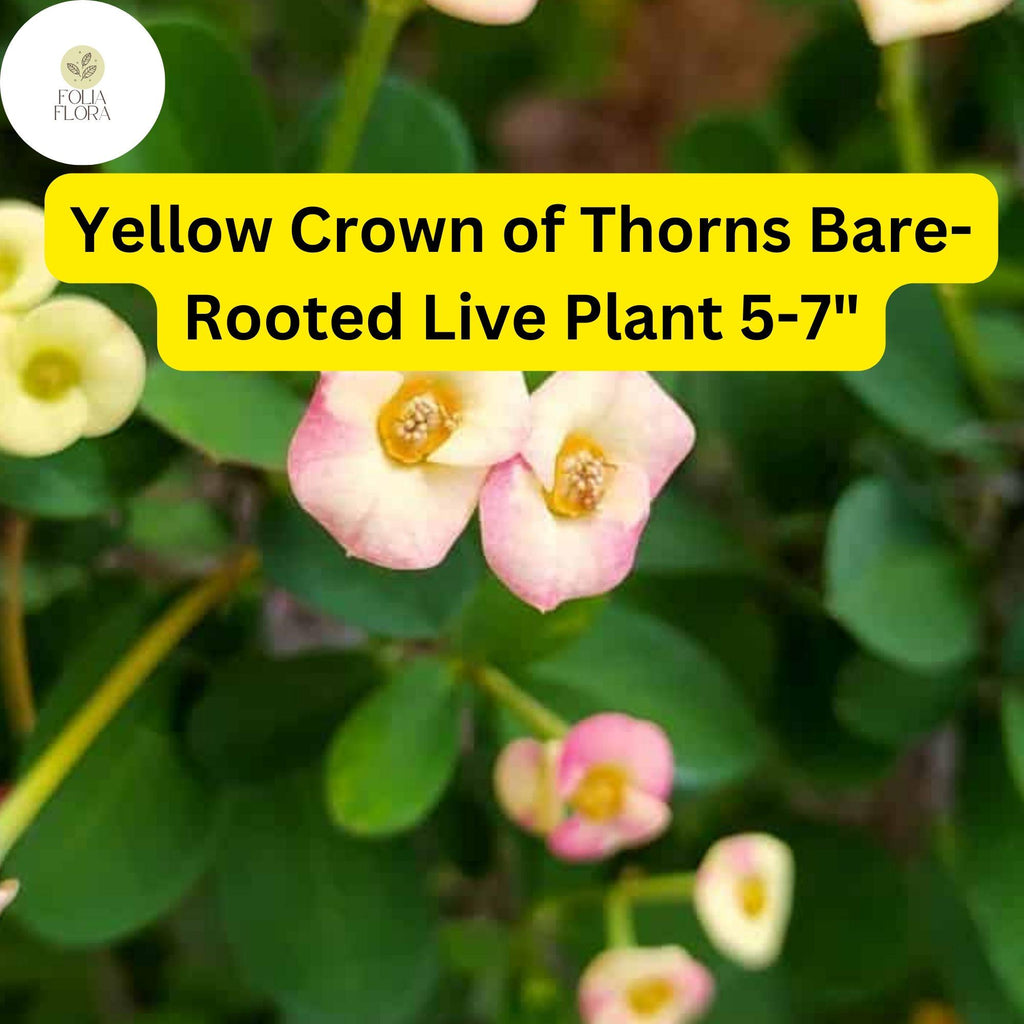 1 Euphorbia milii - Yellow Crown of Thorns Bare-Rooted Live Plant 5-7" - Big Flowers, Drought-Tolerant