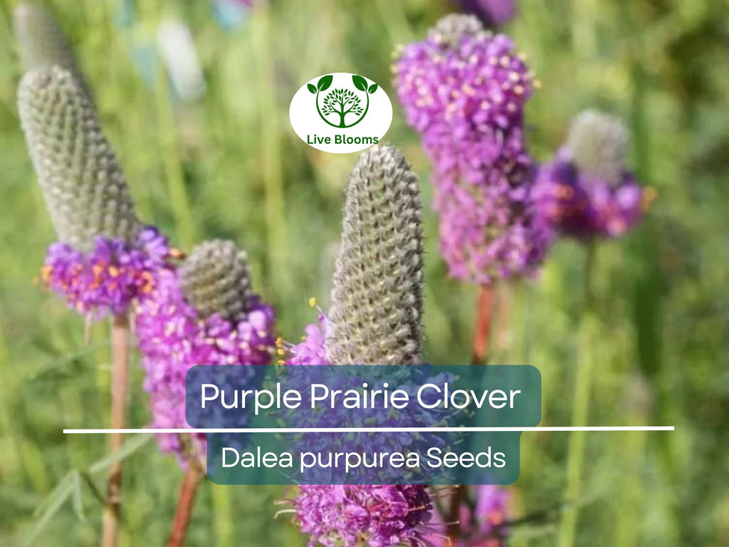 2000 Purple Prairie Clover Seeds – Dalea purpurea, Non-GMO Perennial Legume, Pollinator Plant for Honey Bees, Native Wildflower