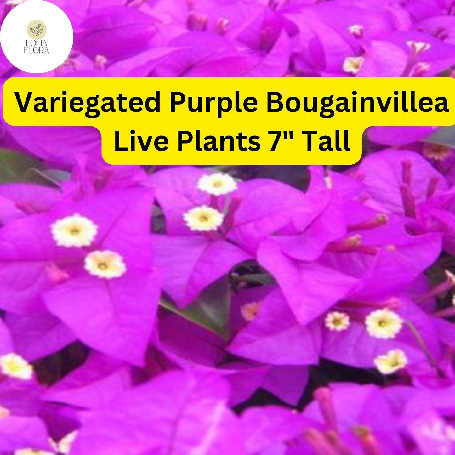 1 Variegated Purple Bougainvillea - Live Plant 7" Tall - Paper Flower, Vibrant Blooms, Tropical Vine