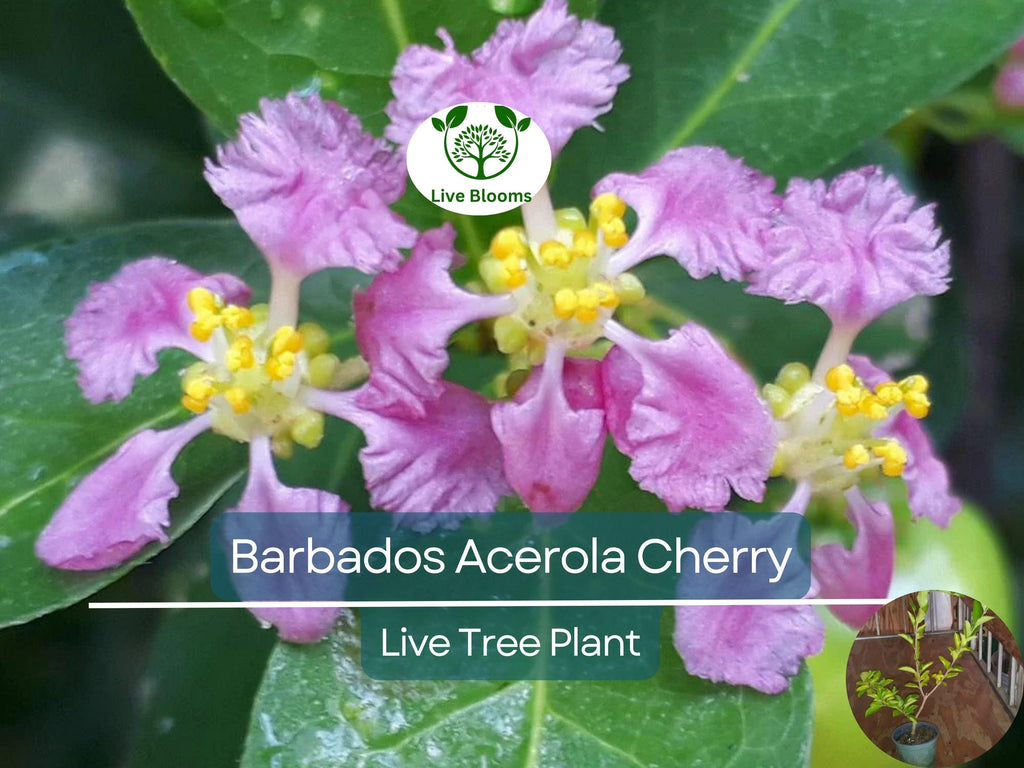 1 Barbados Acerola Cherry Tree Plant - Live 12" Cut Back, Malpighia emarginata, Edible Fruit, Tropical Cherry, Fast Growing, for Garden