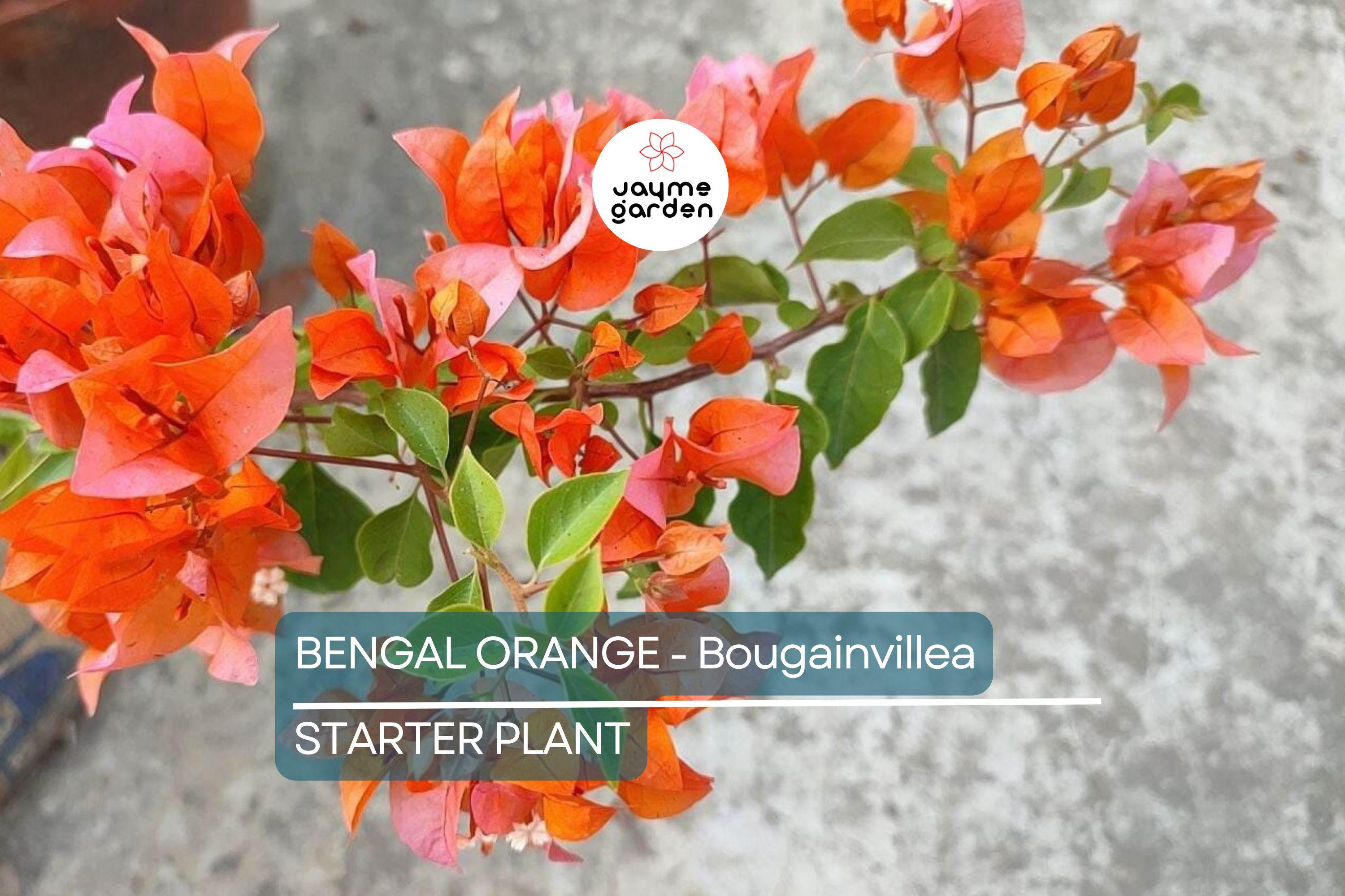Bengal Orange Bougainvillea | Rare Starter Plant | Well-Rooted Plug | Subtropical Beauty for Indoor & Outdoor Spaces