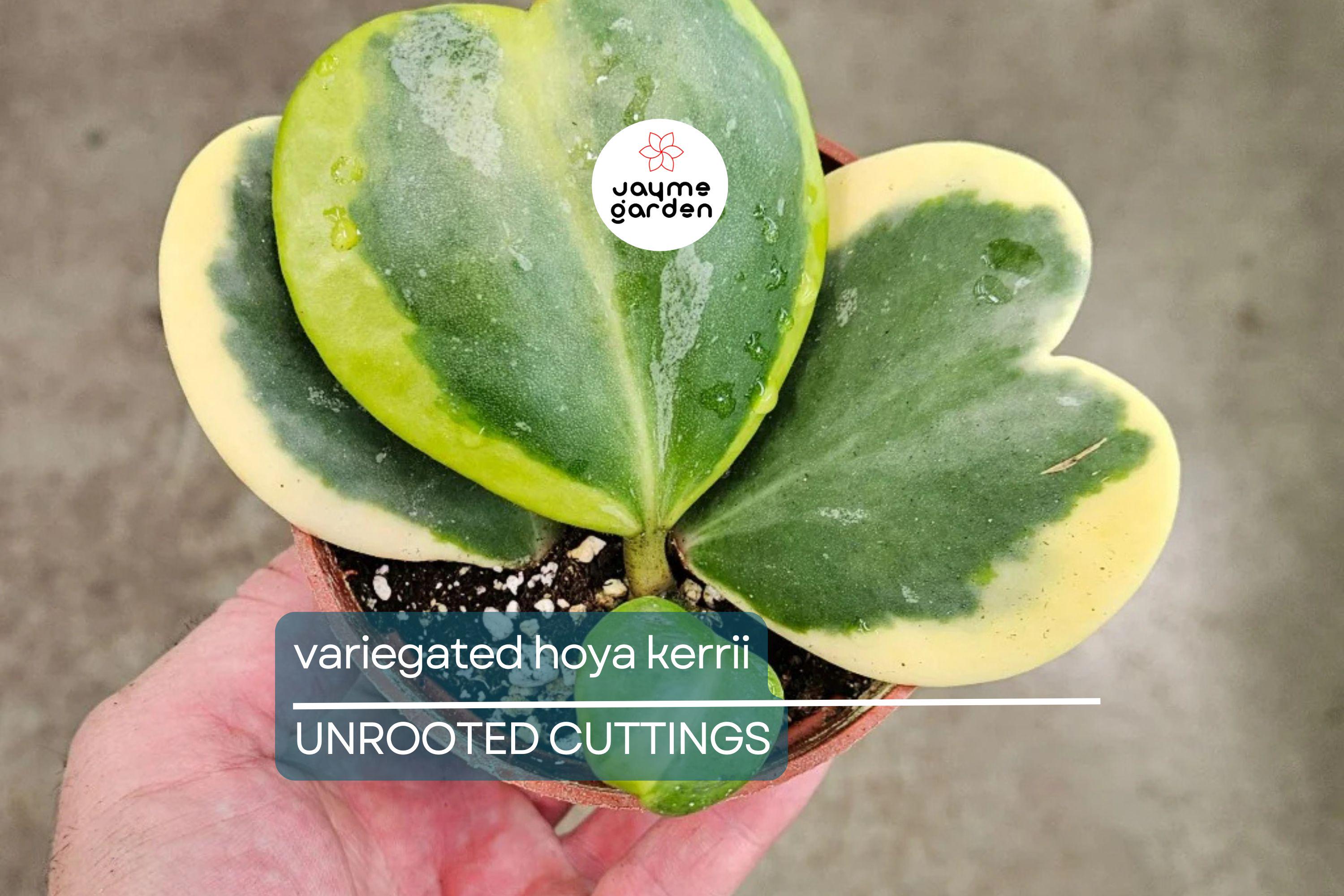 Variegated Hoya Kerrii Cutting (Unrooted) - Multiple Node Options for Propagation